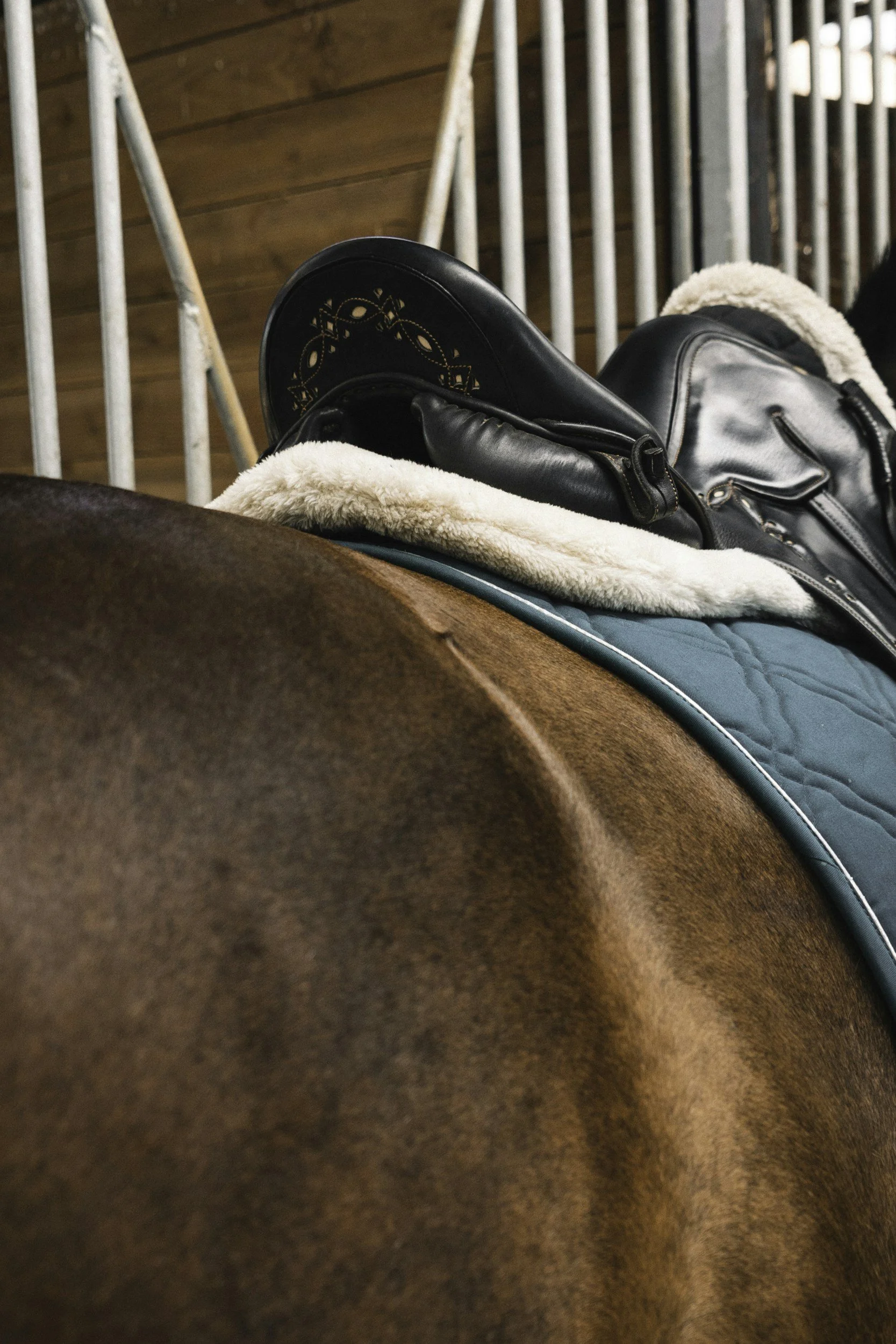 Close-up of a brown horse with a saddle and saddle pad, and a part of a riding arena with wooden and metal railing in the background.