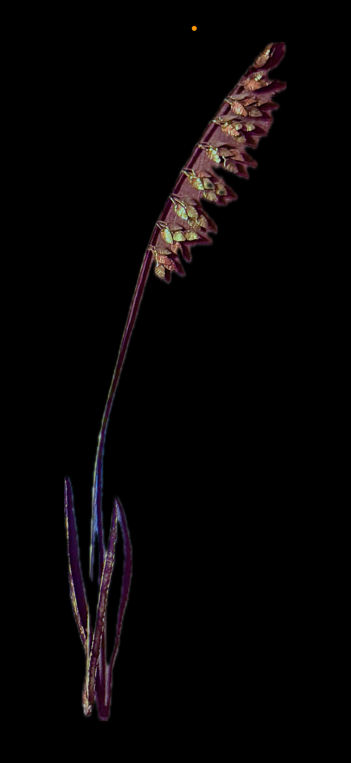 A close-up of a tall, slender fern plant reed with reddish-brown fronds and small greenish-yellow sori, set against a black background.