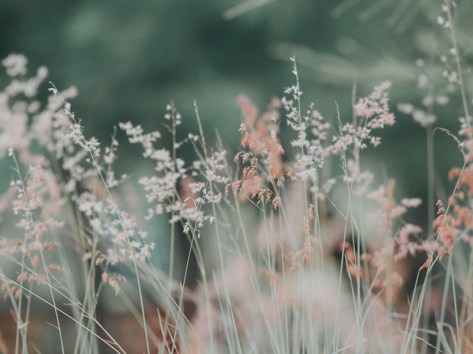 Close-up of tall grass with pink and white flowers against a blurred green background.