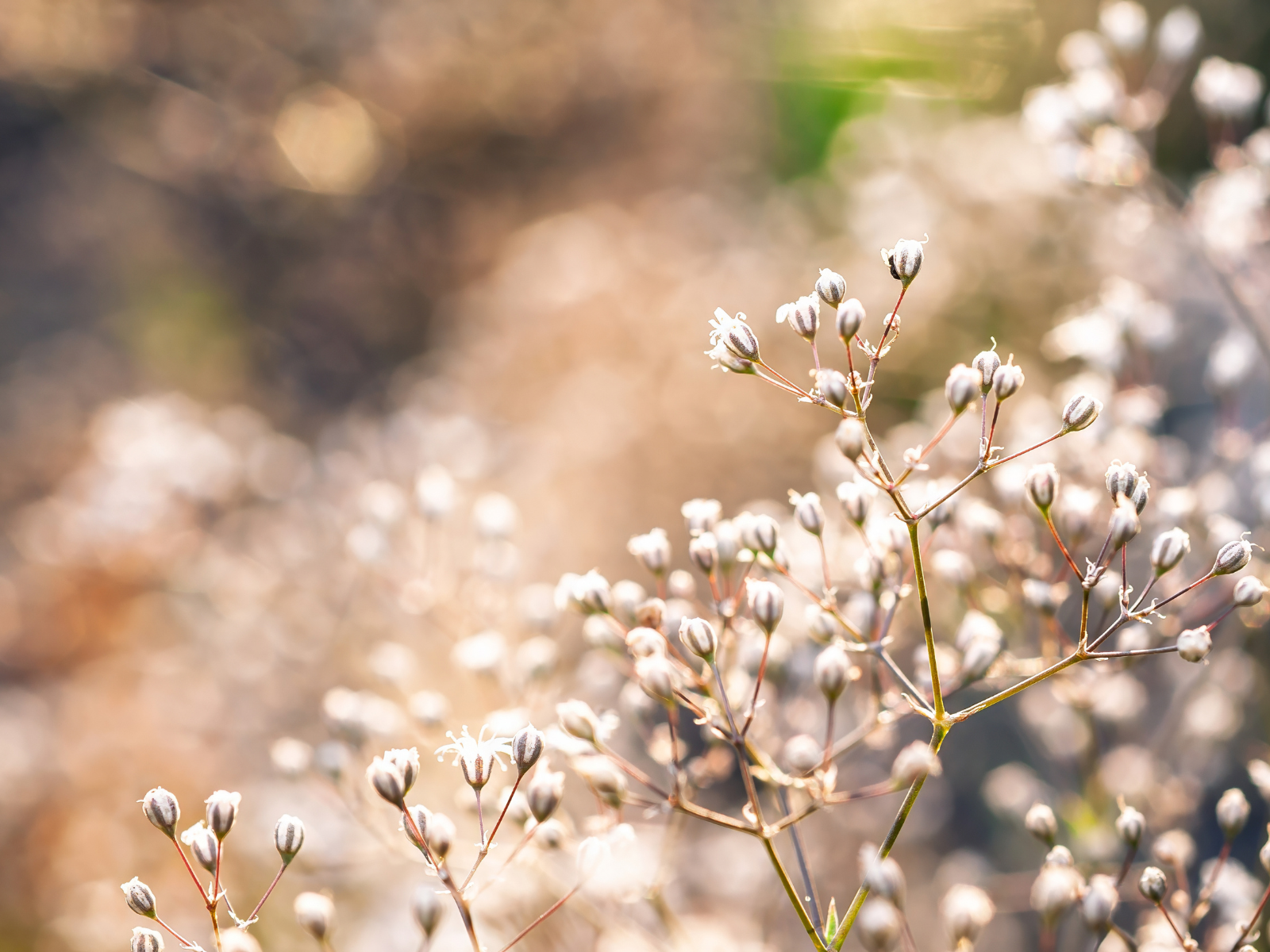 Close-up of small dried flower buds on thin stems with blurred background.