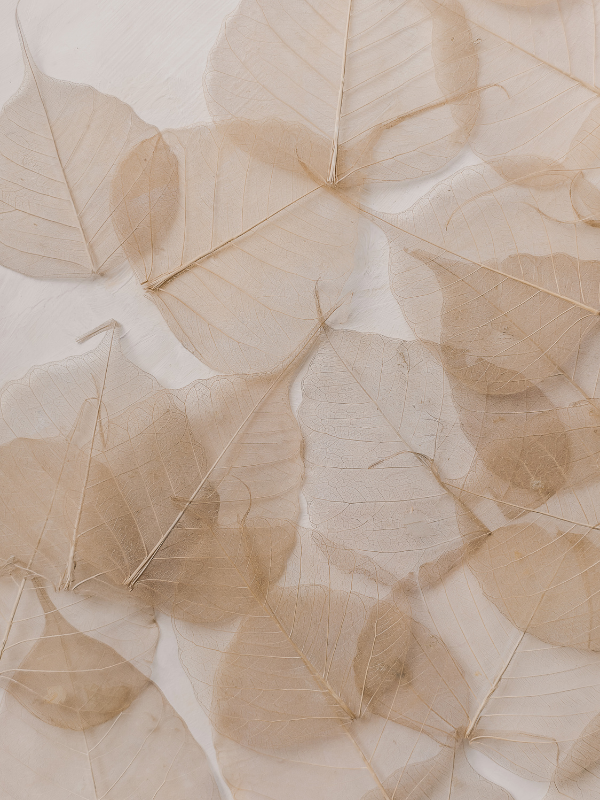 Arranged beige and light brown dried leaves with visible veins on a white background.