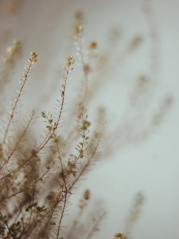 Close-up of delicate, light-colored plants or grasses with tiny leaves, blurred background.