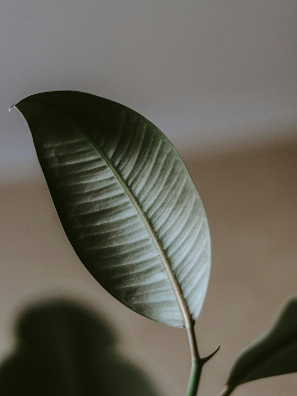 Close-up of a green, elliptical plant leaf with visible veins.