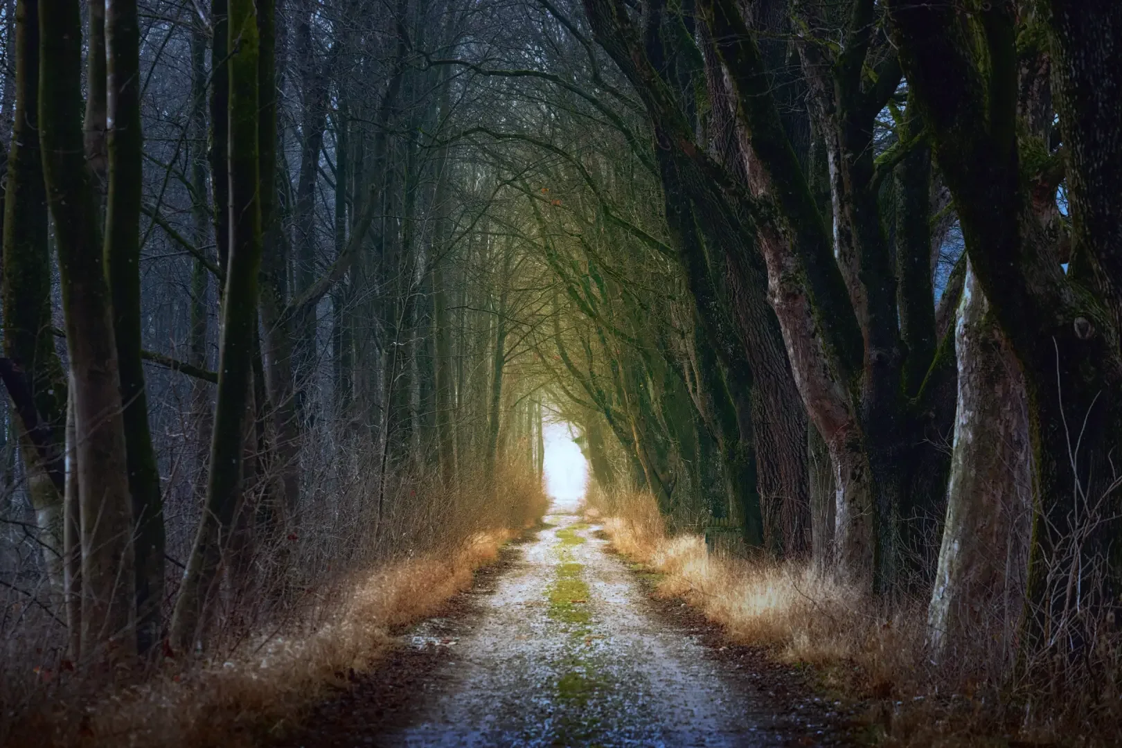 A moody, tree-lined path leading toward a bright light at the end, symbolizing the journey from an empty nest to opening Grasshopper Pines venue.
