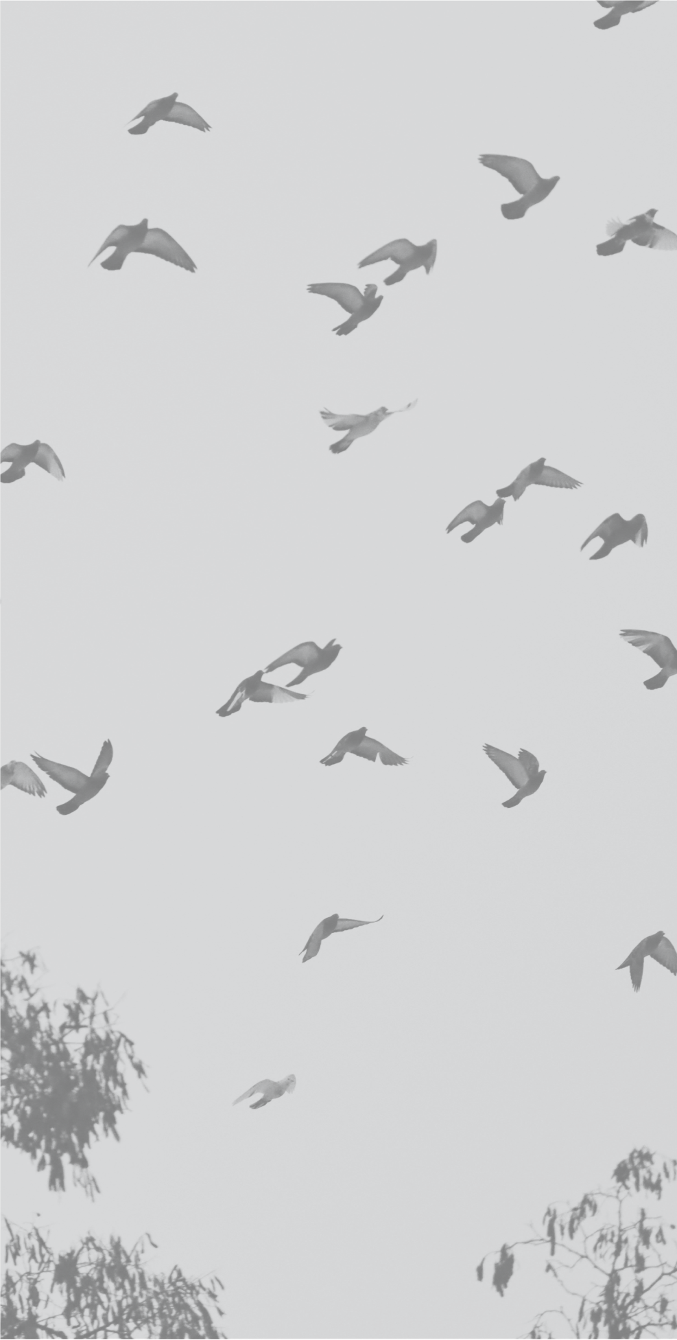 A group of birds flying in the sky, with silhouettes of trees at the bottom of the image.