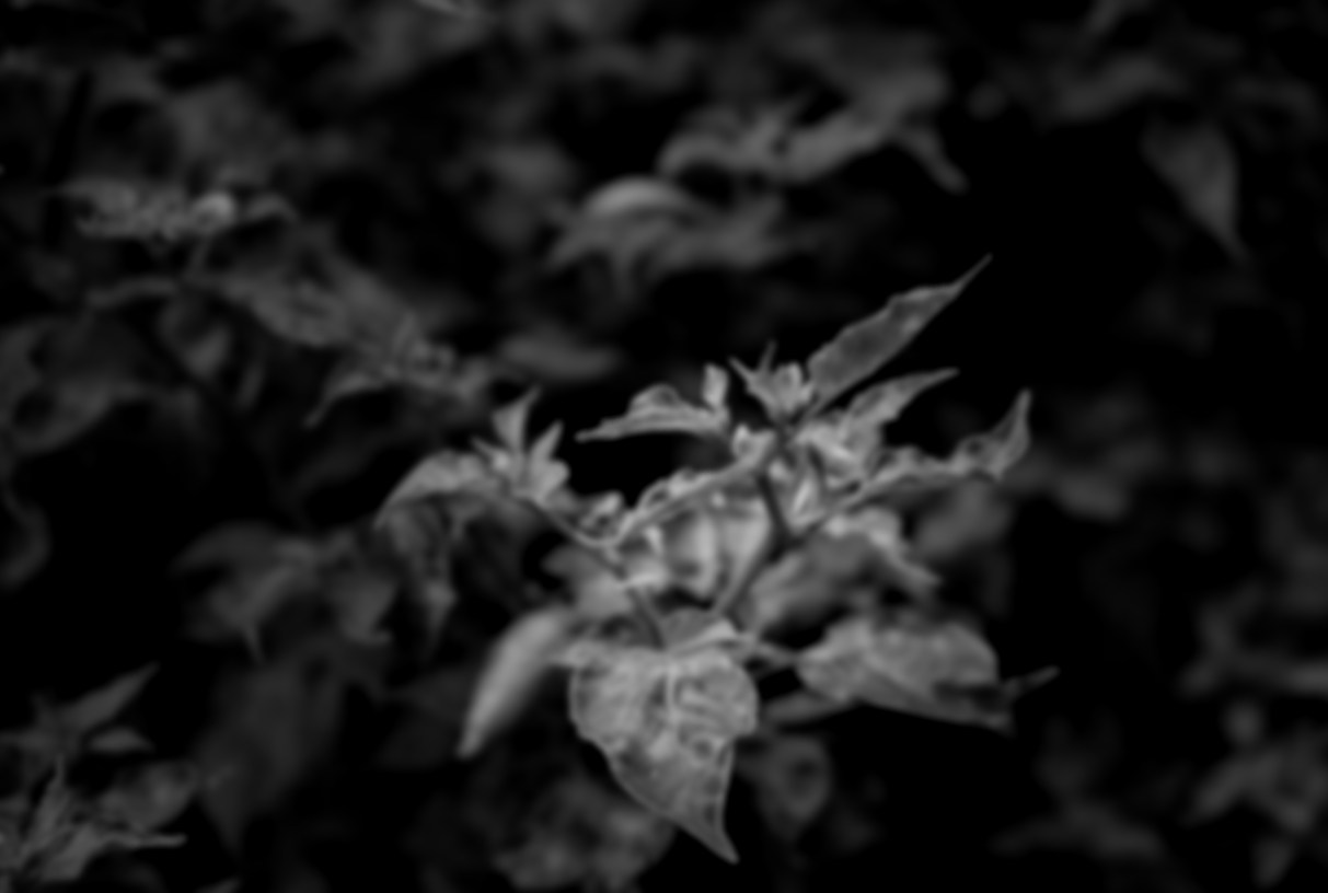 Close-up of a plant with dark, leafy background