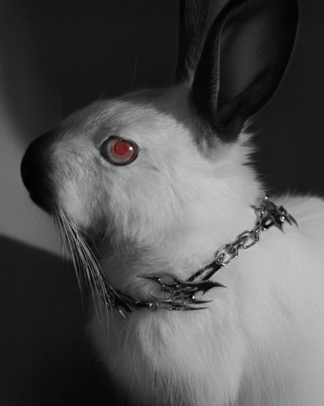 bunnycula3.jpg