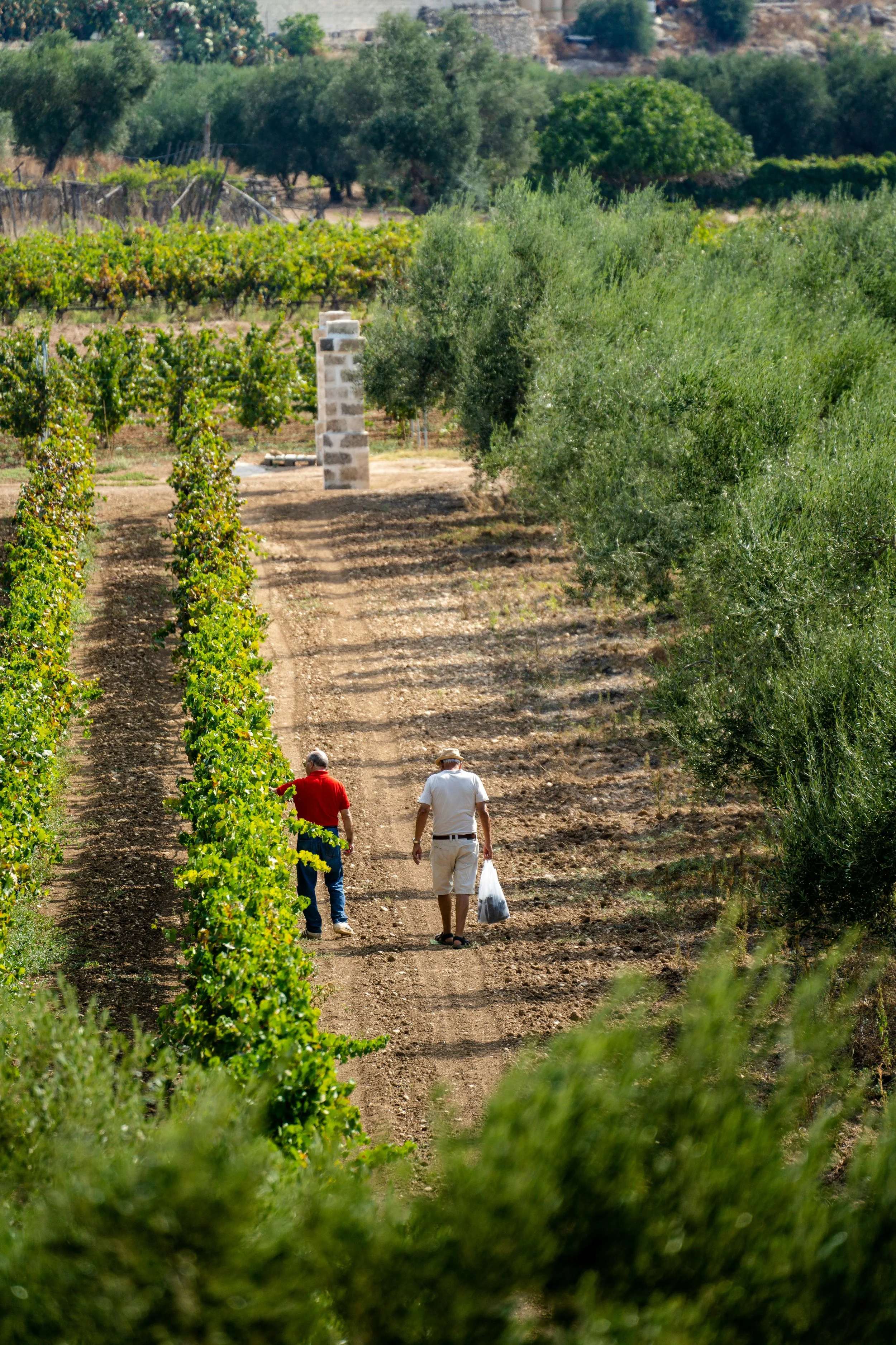Deux personnes marchent dans une vigne et un champ d'oliviers, Bordure de la campagne.