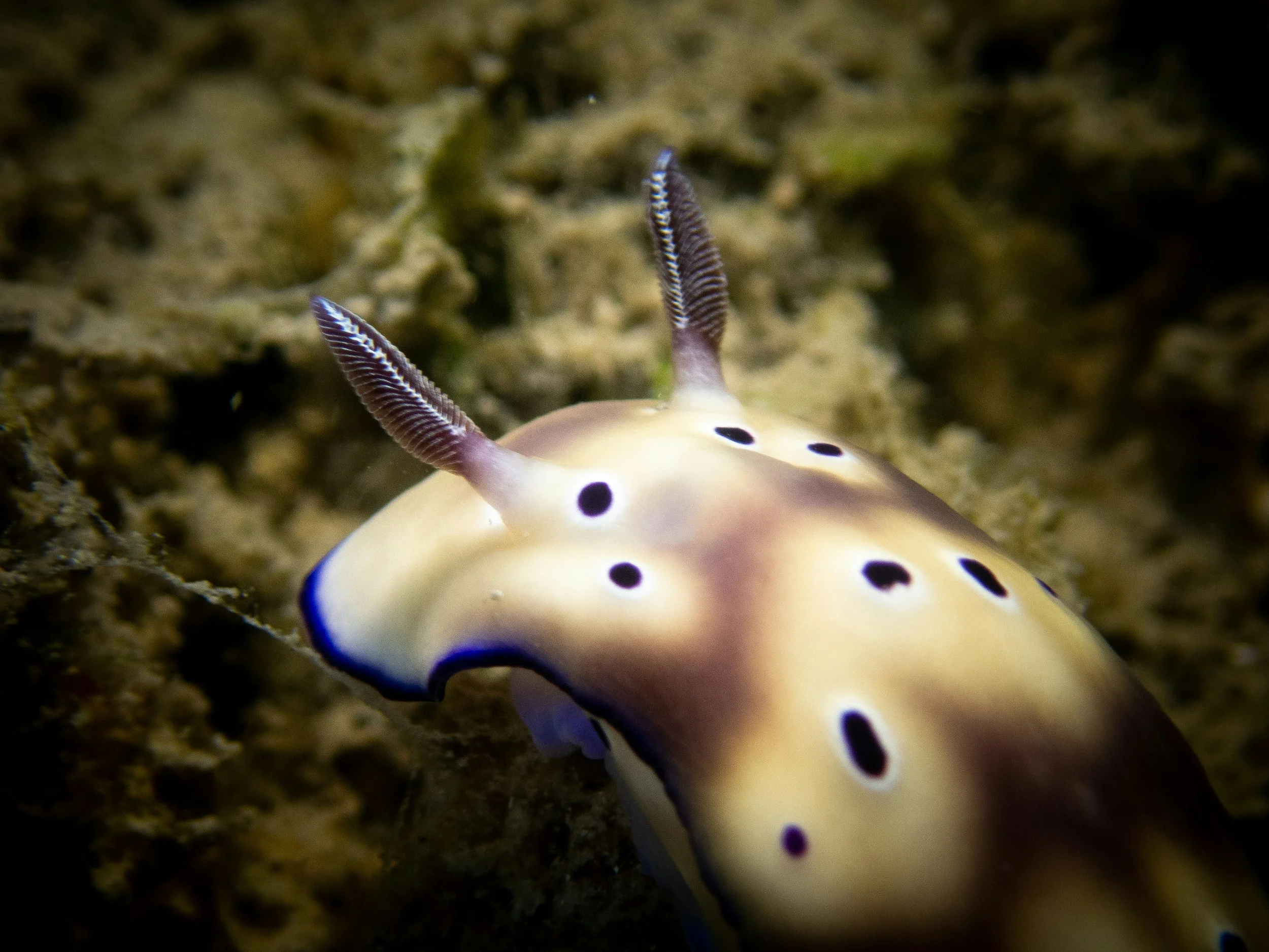 Un nudibranche coloré avec des points noirs et des cornes tachetées nageant près du fond marin rocheux.