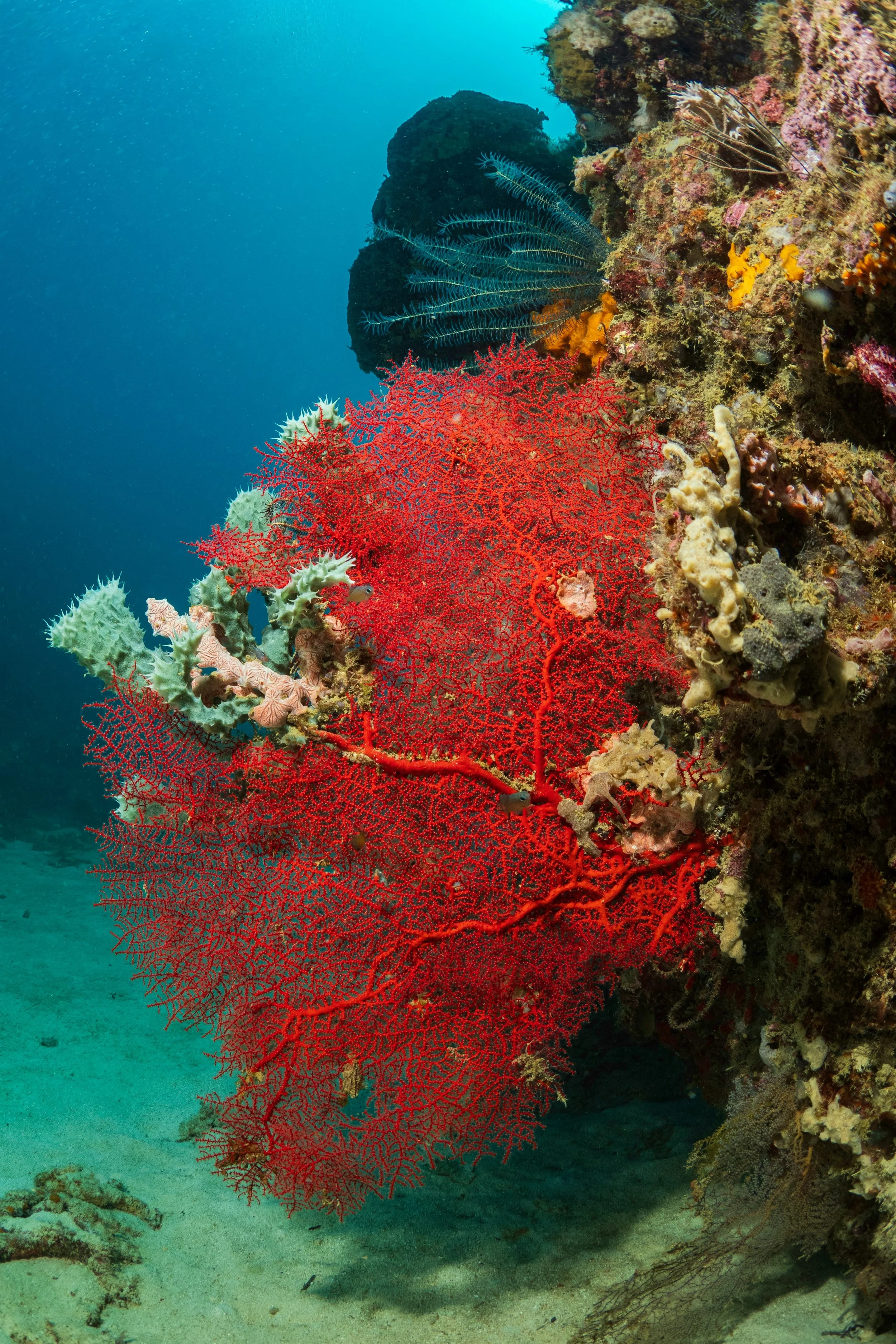 Une photo sous-marine montrant un récif de corail rouge, avec diverses formations coralliennes colorées et des poissons, dans un environnement aquatique coloré.
