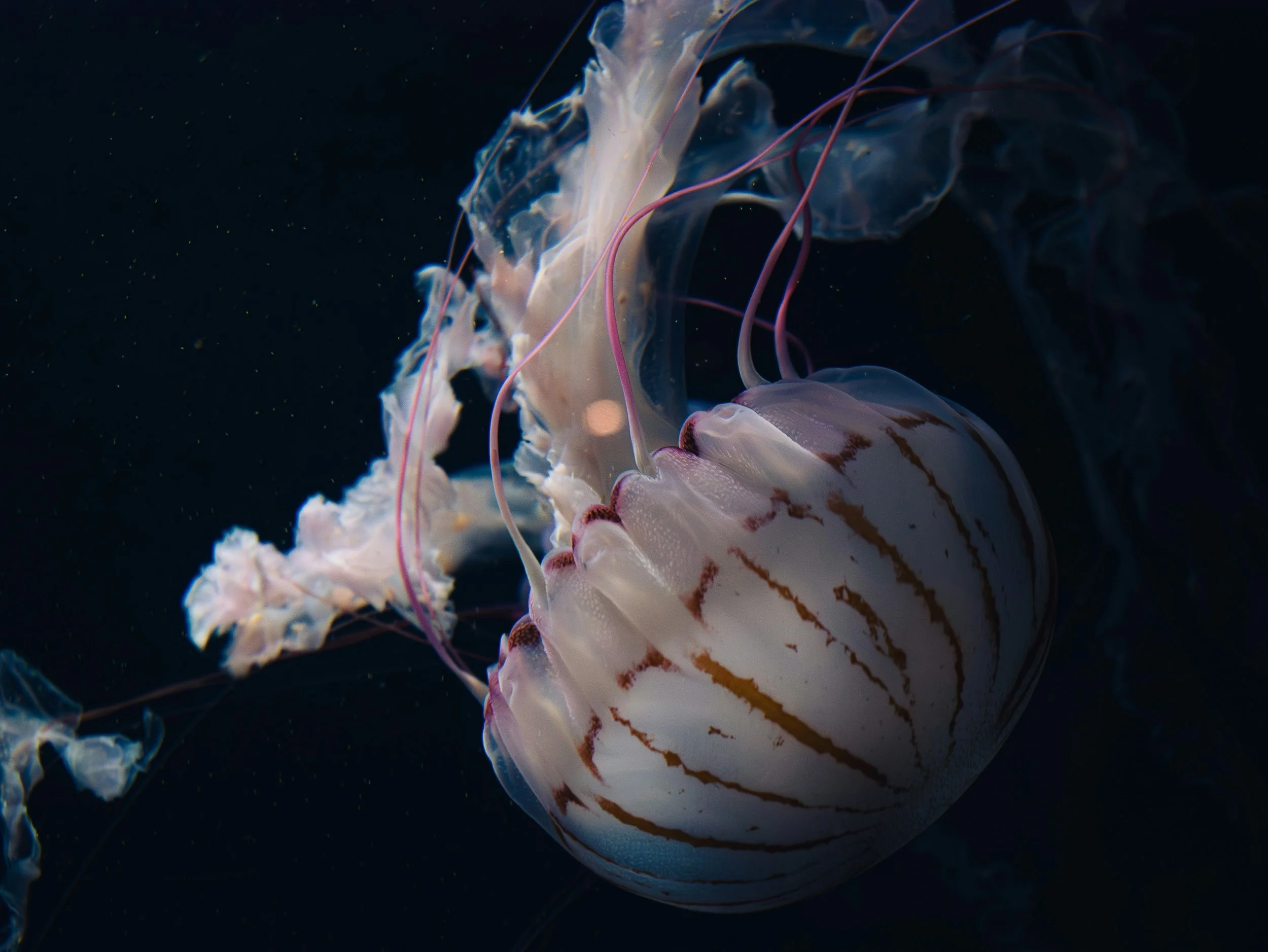 Une méduse translucide nageant dans l'eau sombre avec des filaments rosés et une coque rayée