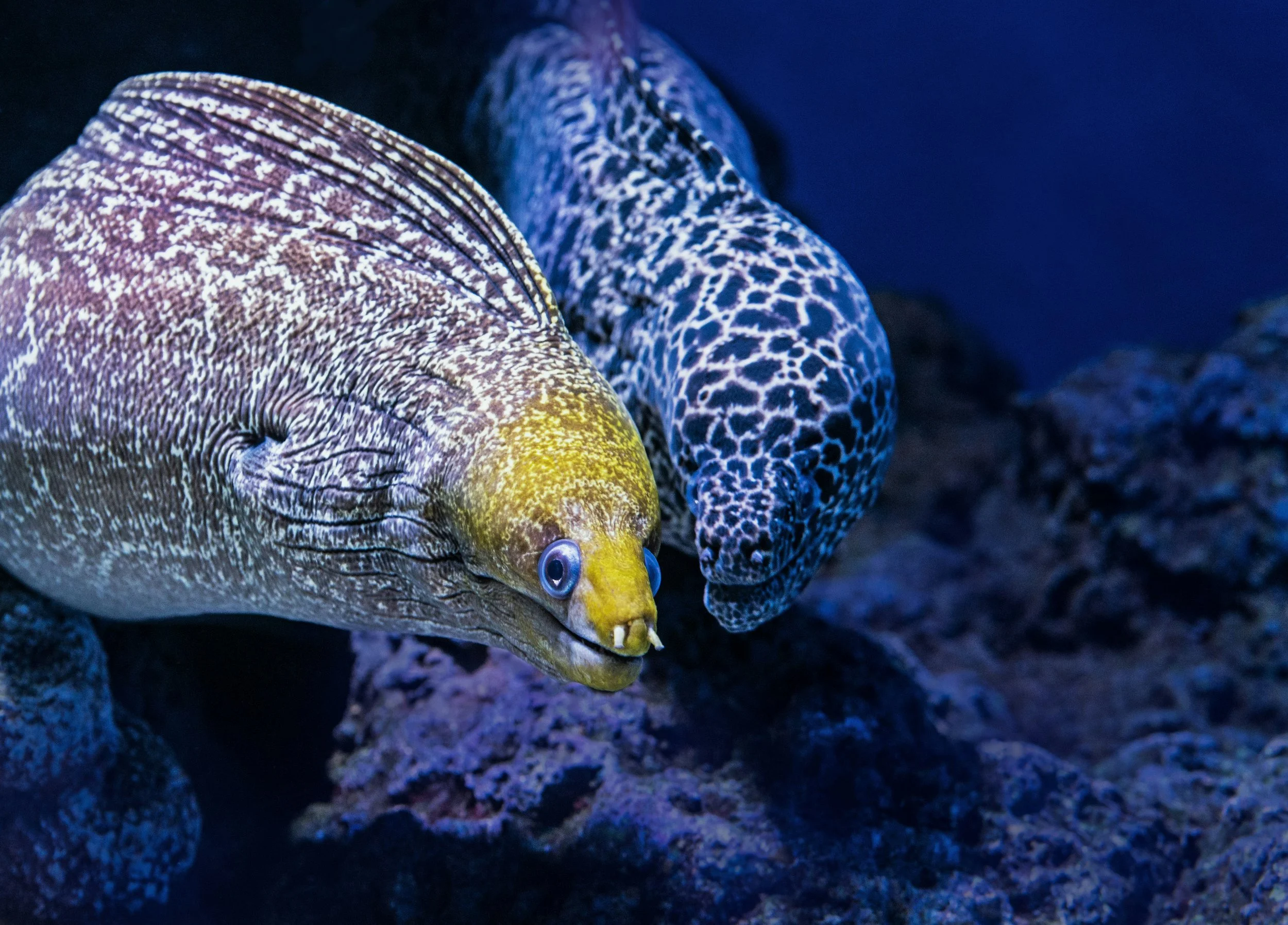 Deux poissons colorés et tachetés nageant dans un environnement sous-marin. L'un a une tête jaune et un corps à rayures, l'autre a un corps bleu avec des motifs noirs, sur un fond rocheux.