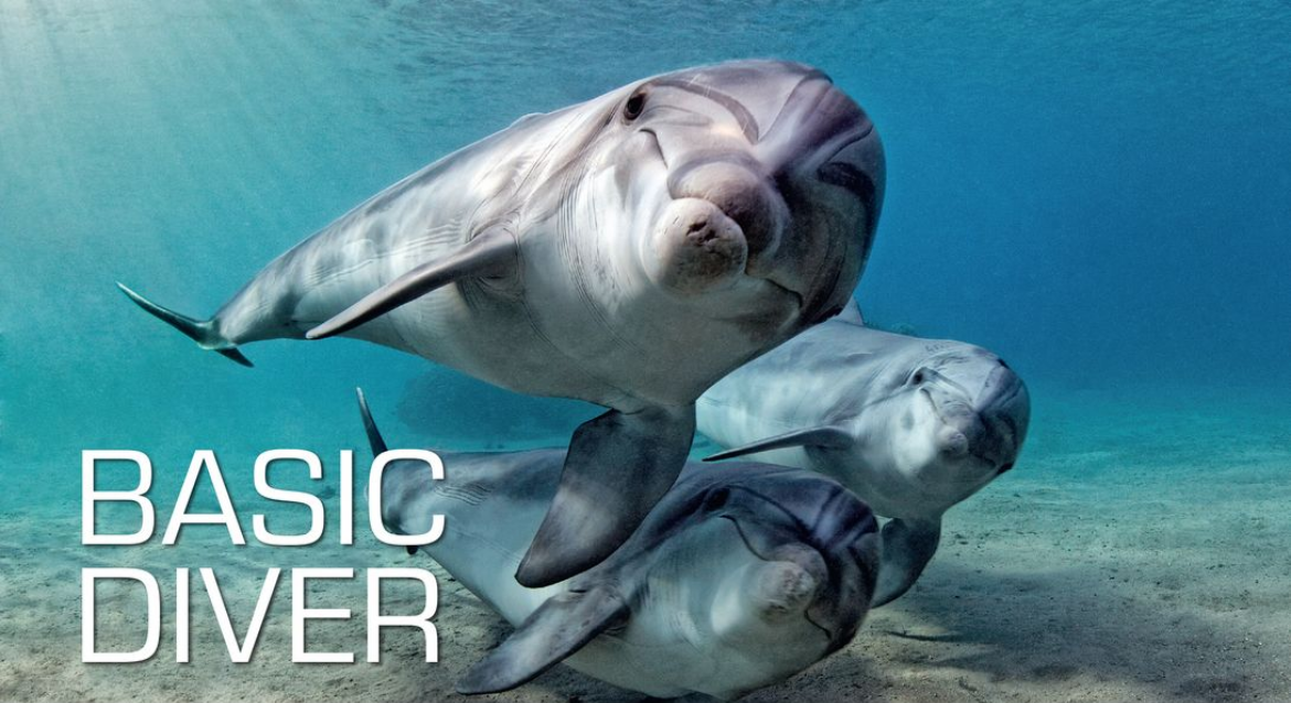 Poisson de fond marin nageant sous l'eau avec en texte superposé "Basic Diver".