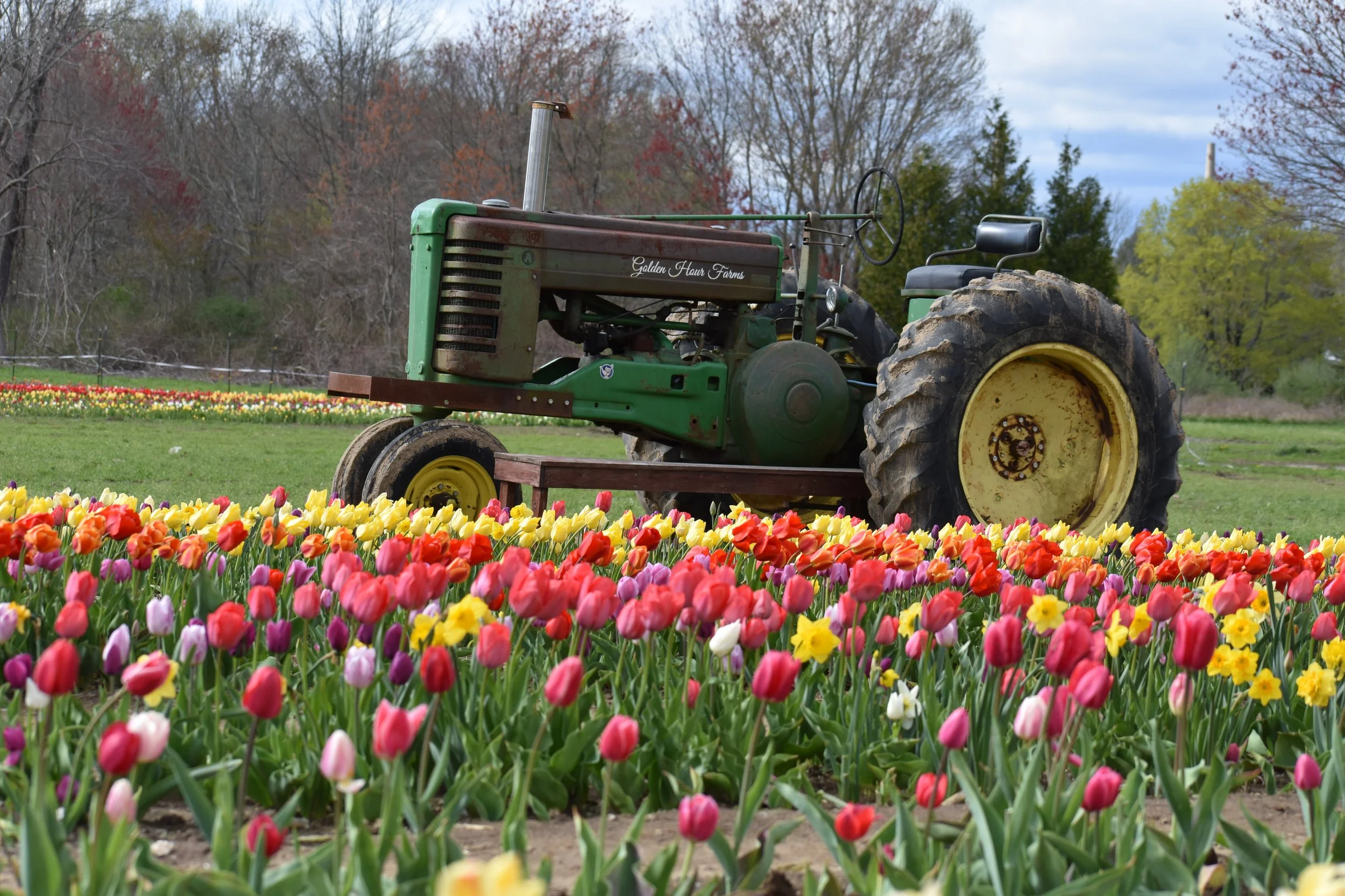Small Business Spotlight: Golden Hour Tulips