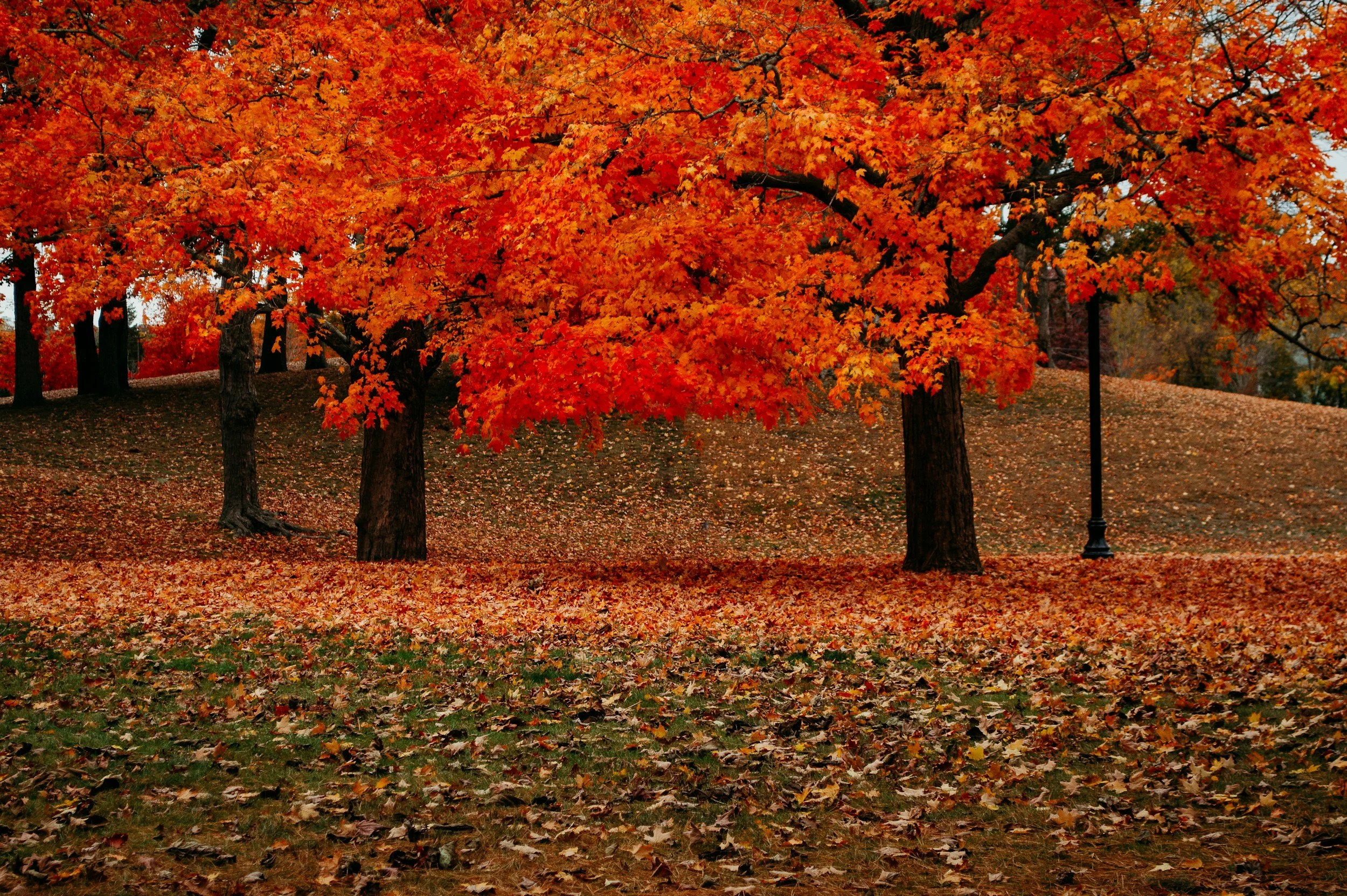 Best Time to See Fall Foliage in Massachusetts: Top 5 Scenic Destinations