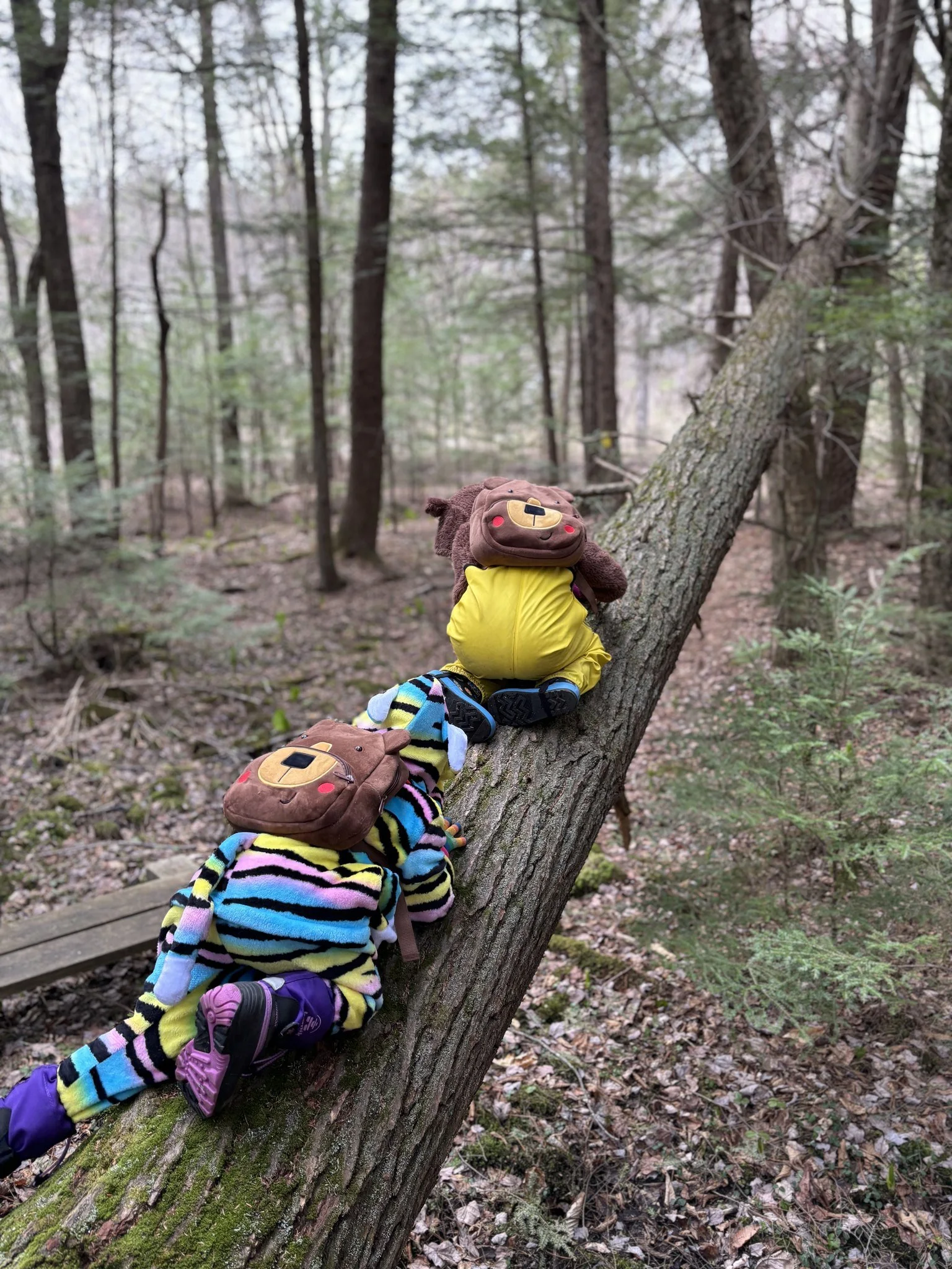 Little Bears at The Hitchcock Center