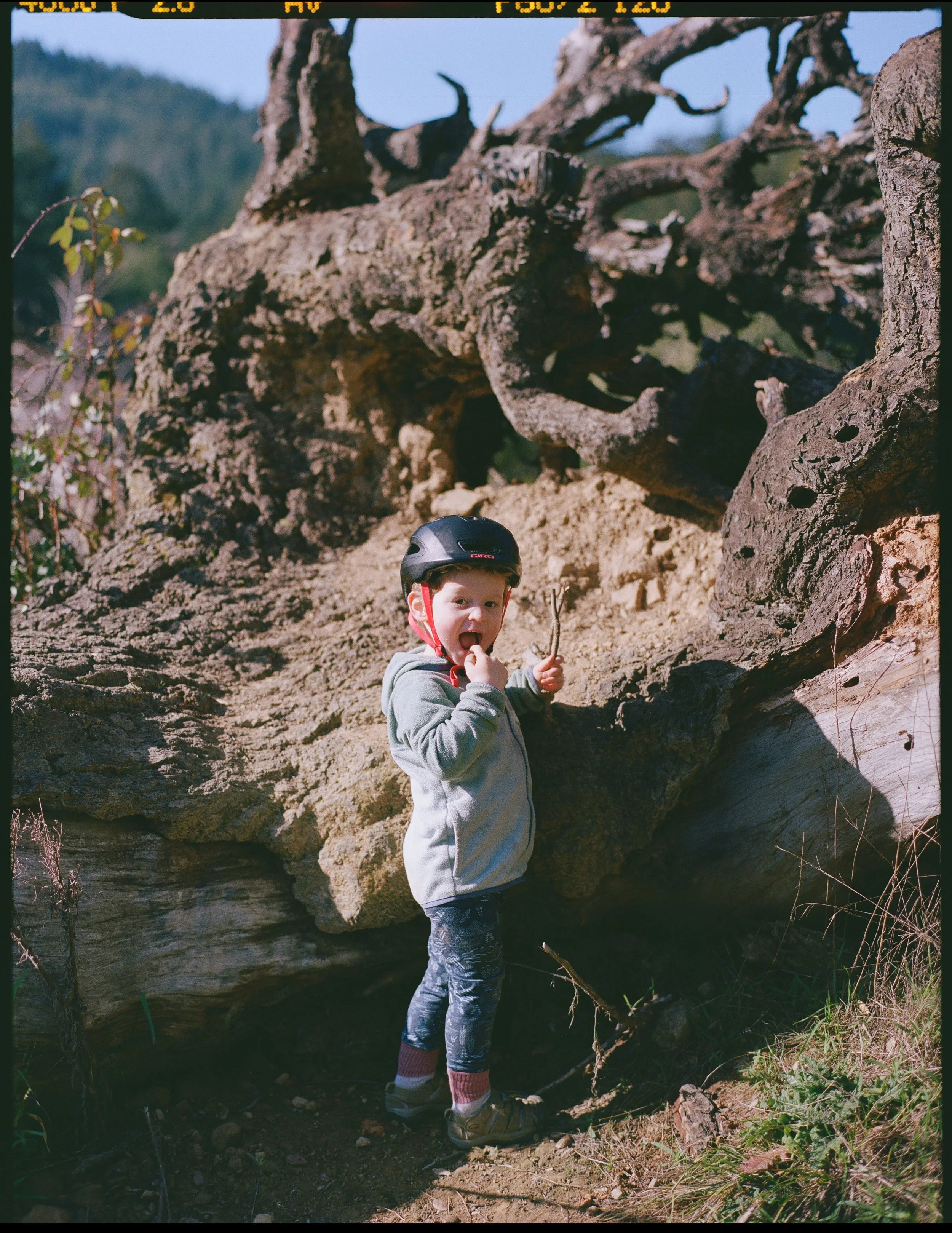 a 35mm film photo of a young boy, maybe 3 years old, standing in front of a tree root wearing a bike helmet at looking at the camera
