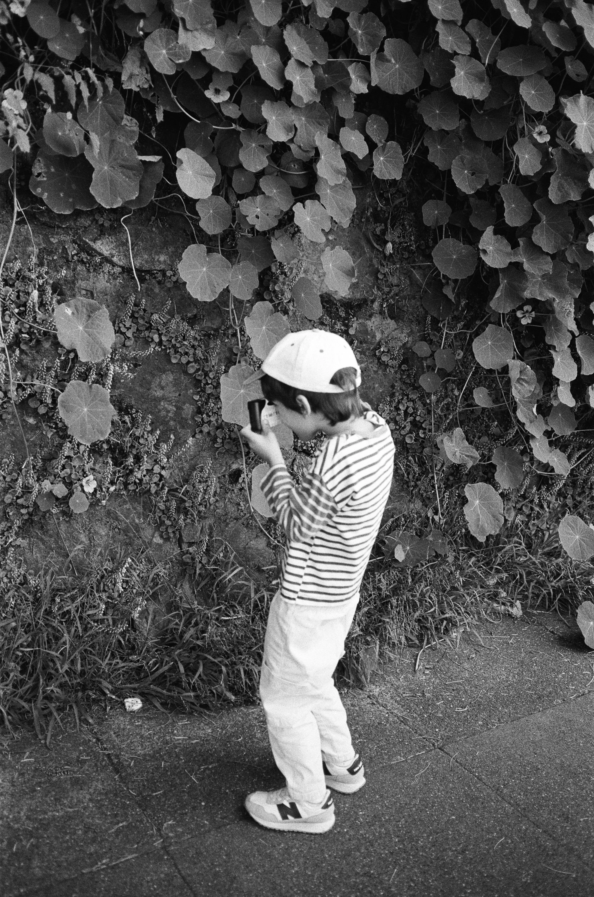 a black and white 35mm film photo of a little boy around the age of 5 taking a photo of a wall covered in ivy with a disposable camera, his back is toward the viewer. The photo was taken in Sausalito, California 