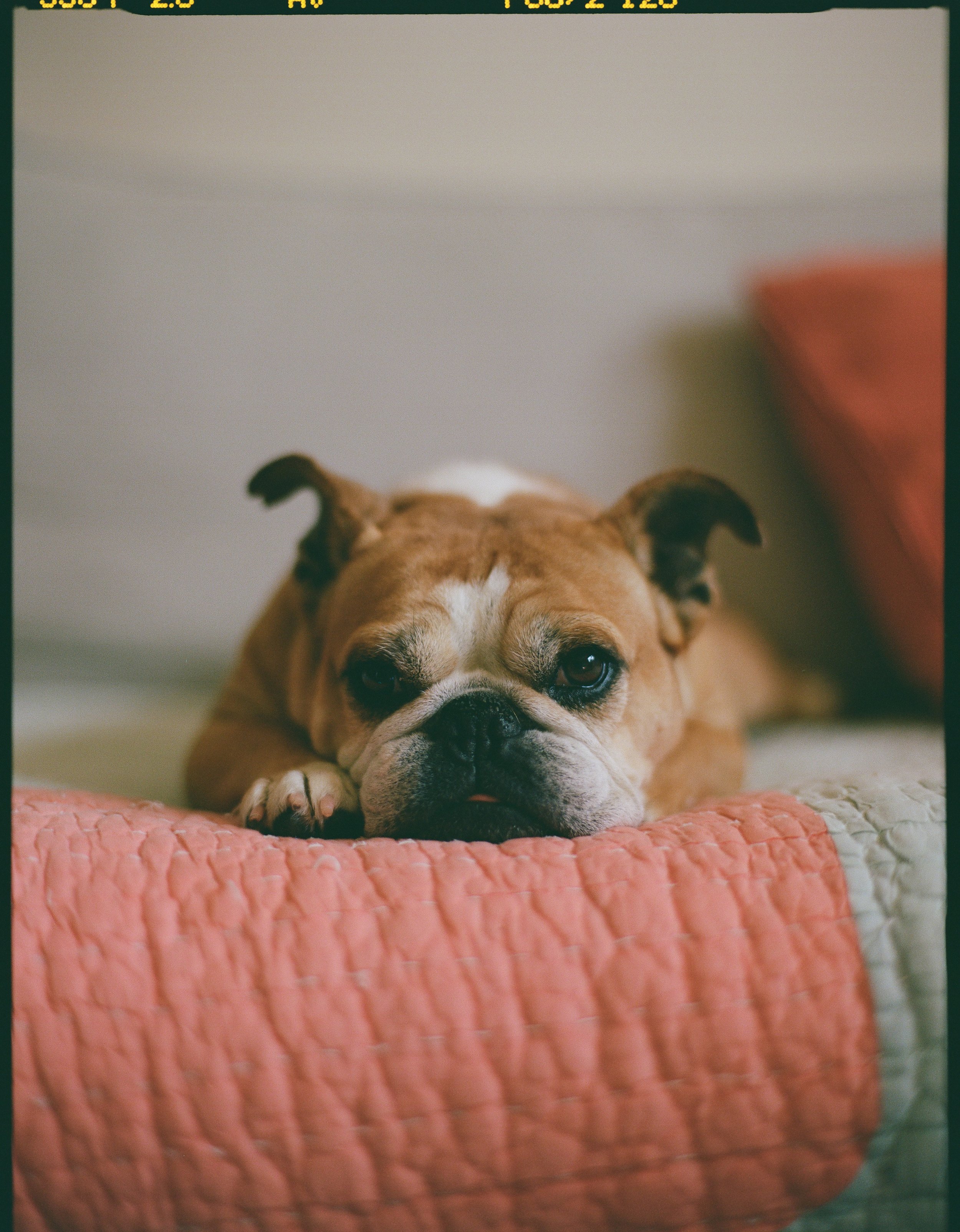 color medium format film image of a french bulldog who looks like it might be a senior dog. It's laying on the couch looking at the camera. This photo was taken in San Francisco, California. 