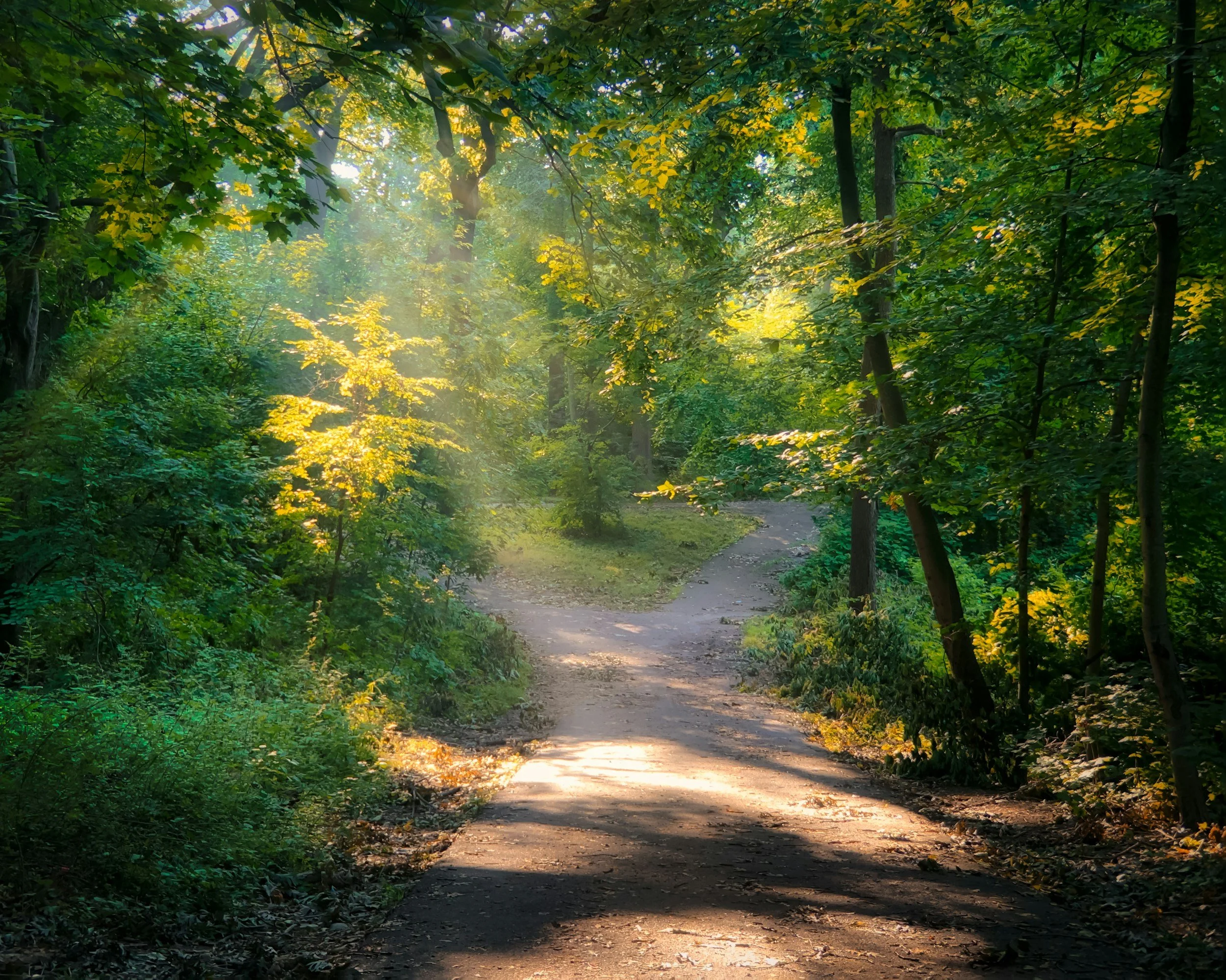 Sunlight filtering through green trees onto a dirt trail in a forest.