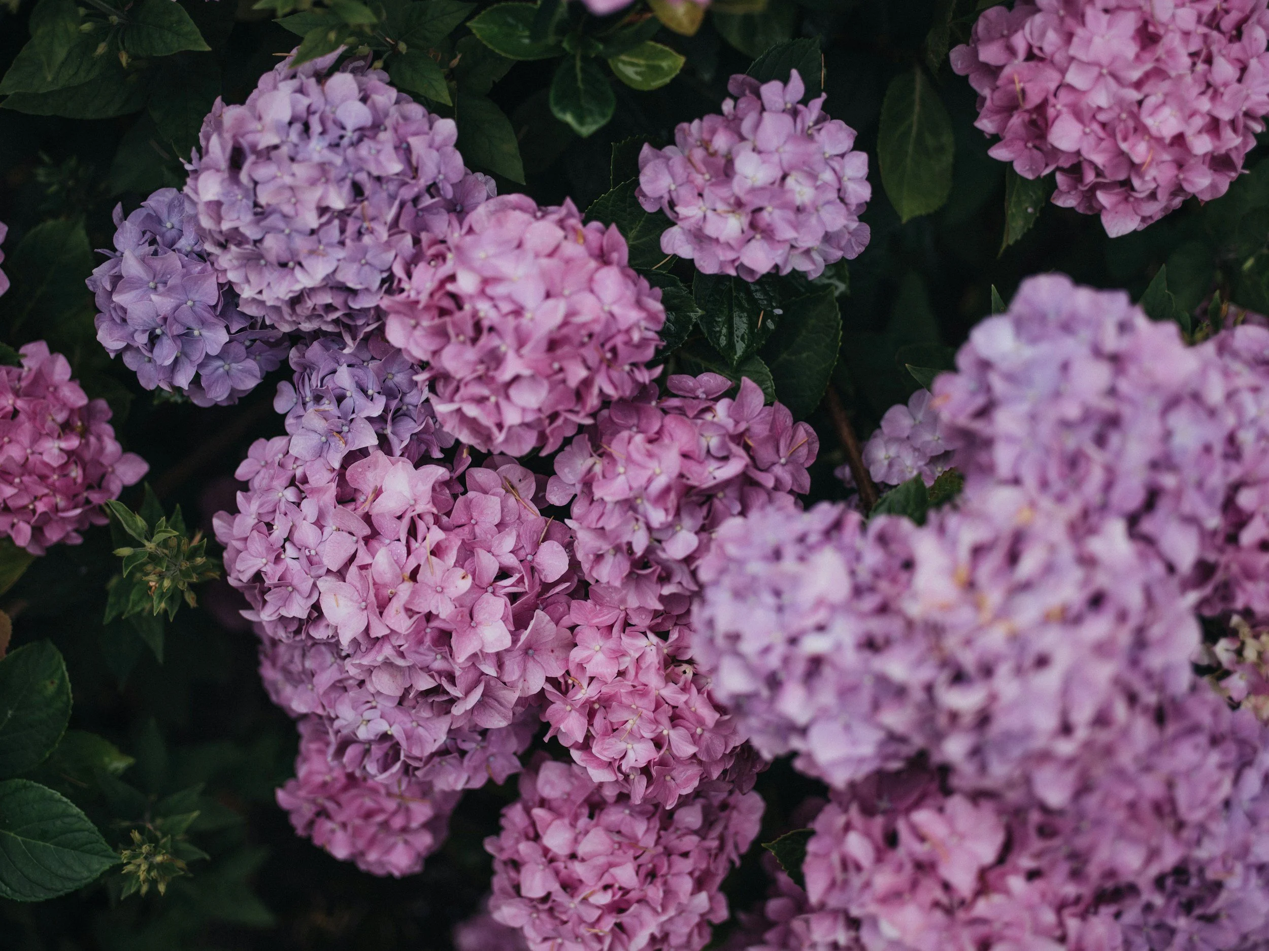 Close-up of pink and purple hydrangea flowers with green leaves.