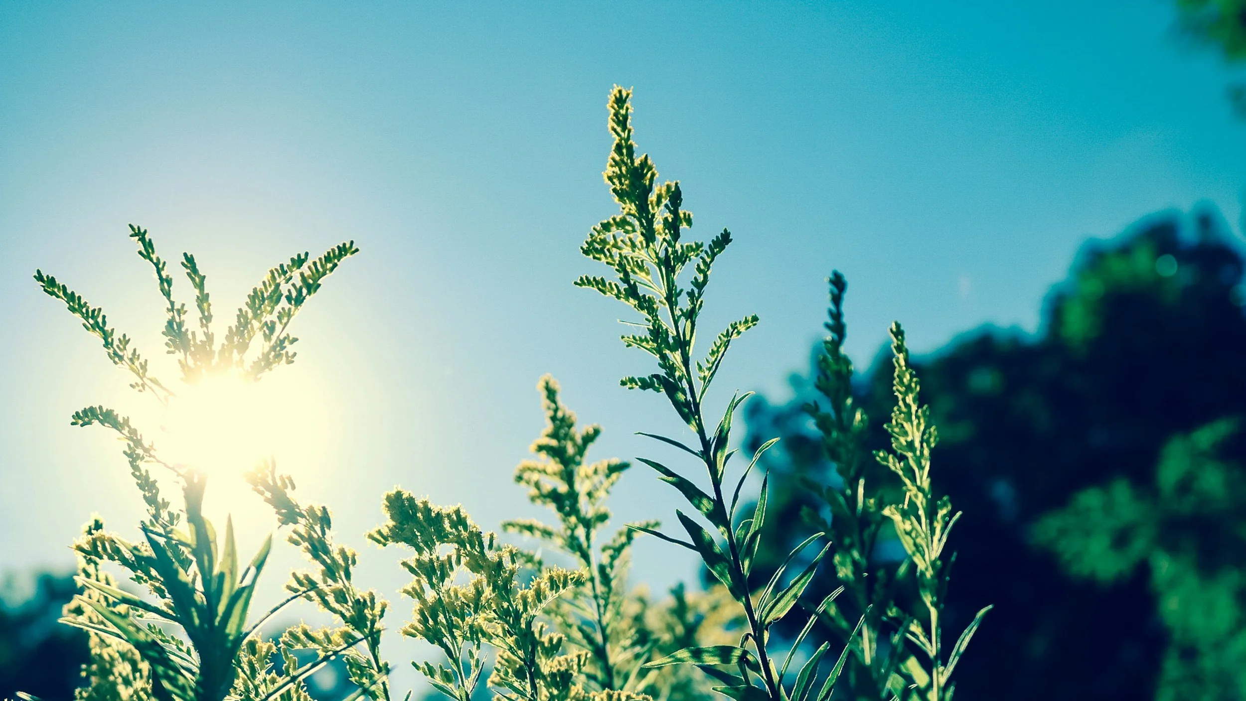 Close-up of green plant leaves with sunlight shining through on a clear blue sky