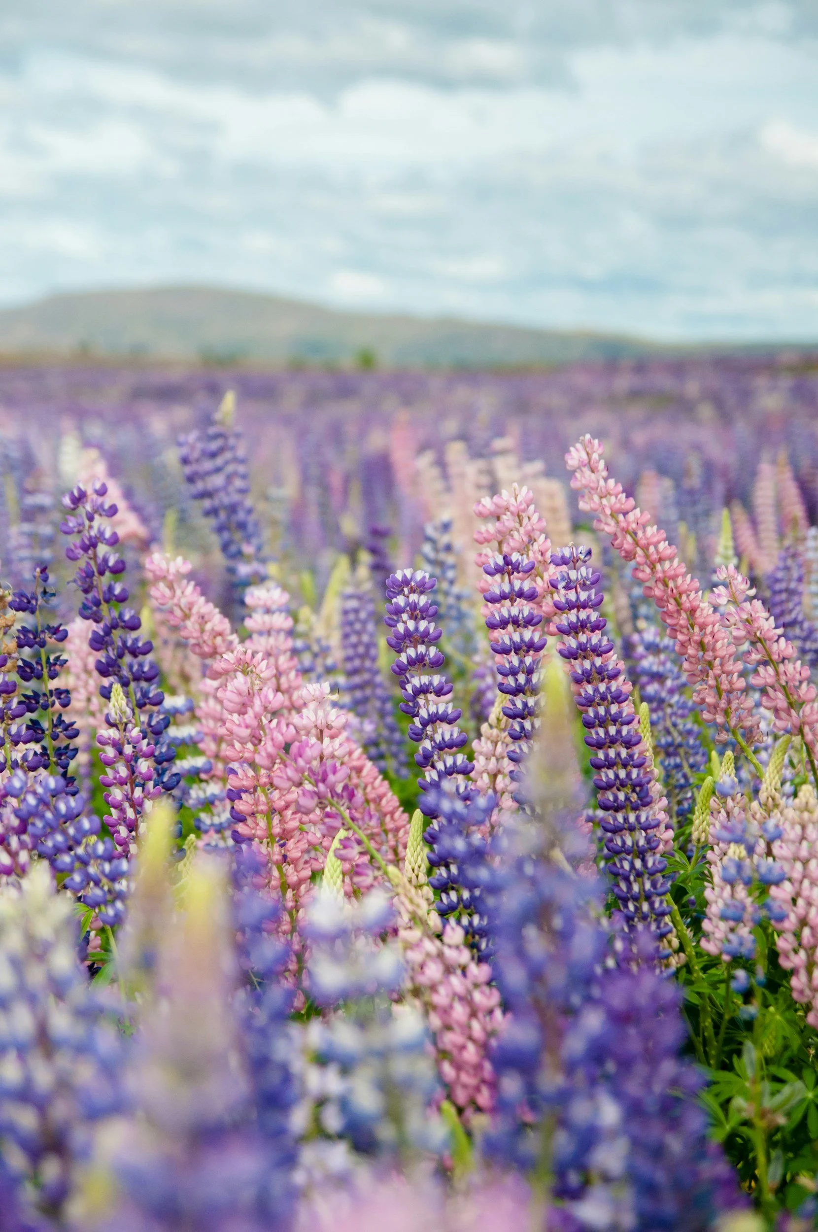 Field of pink and purple lupine flowers under a cloudy sky with distant hills.