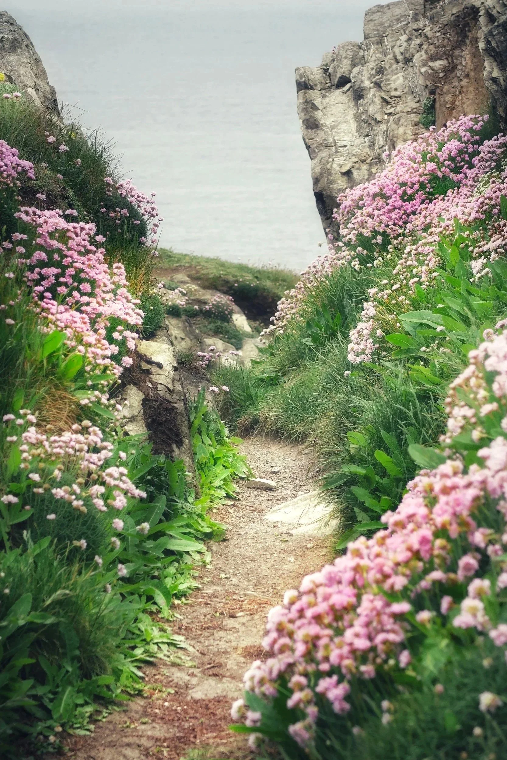 A narrow dirt trail running between pink flowers and green foliage, with rocky cliffs on either side and water in the background.