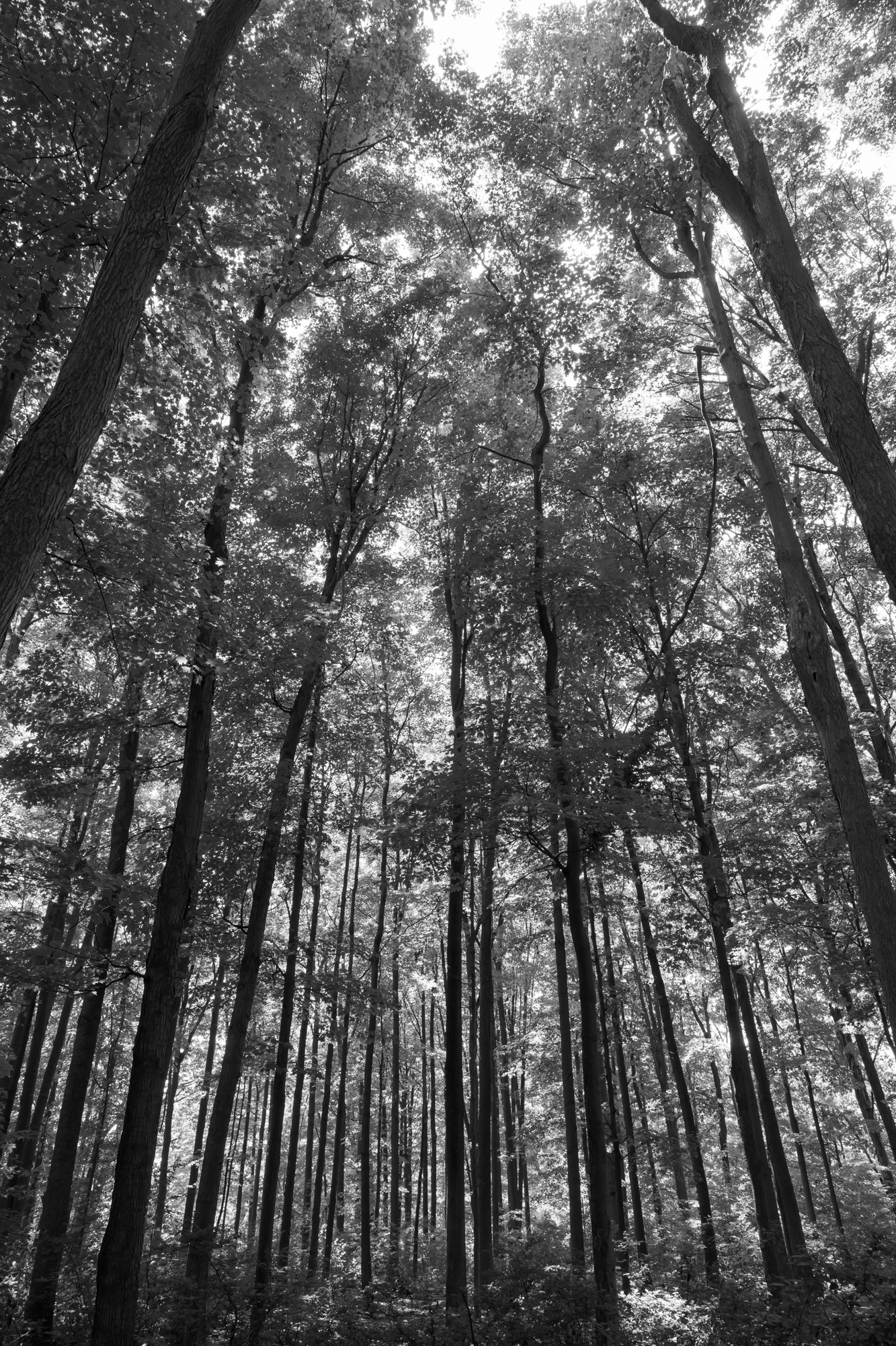 CFD Toronto 2025 71.png