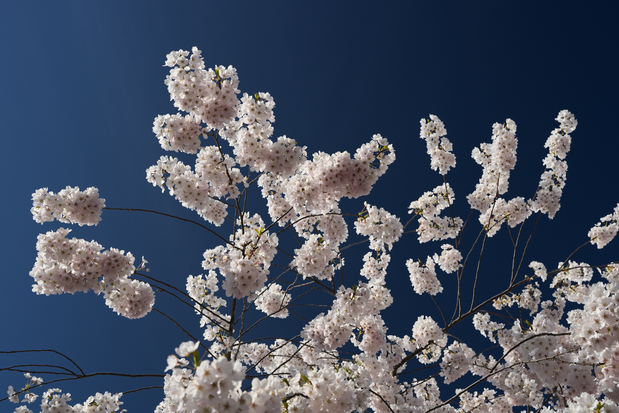 Sakura Season, Richmond, BC