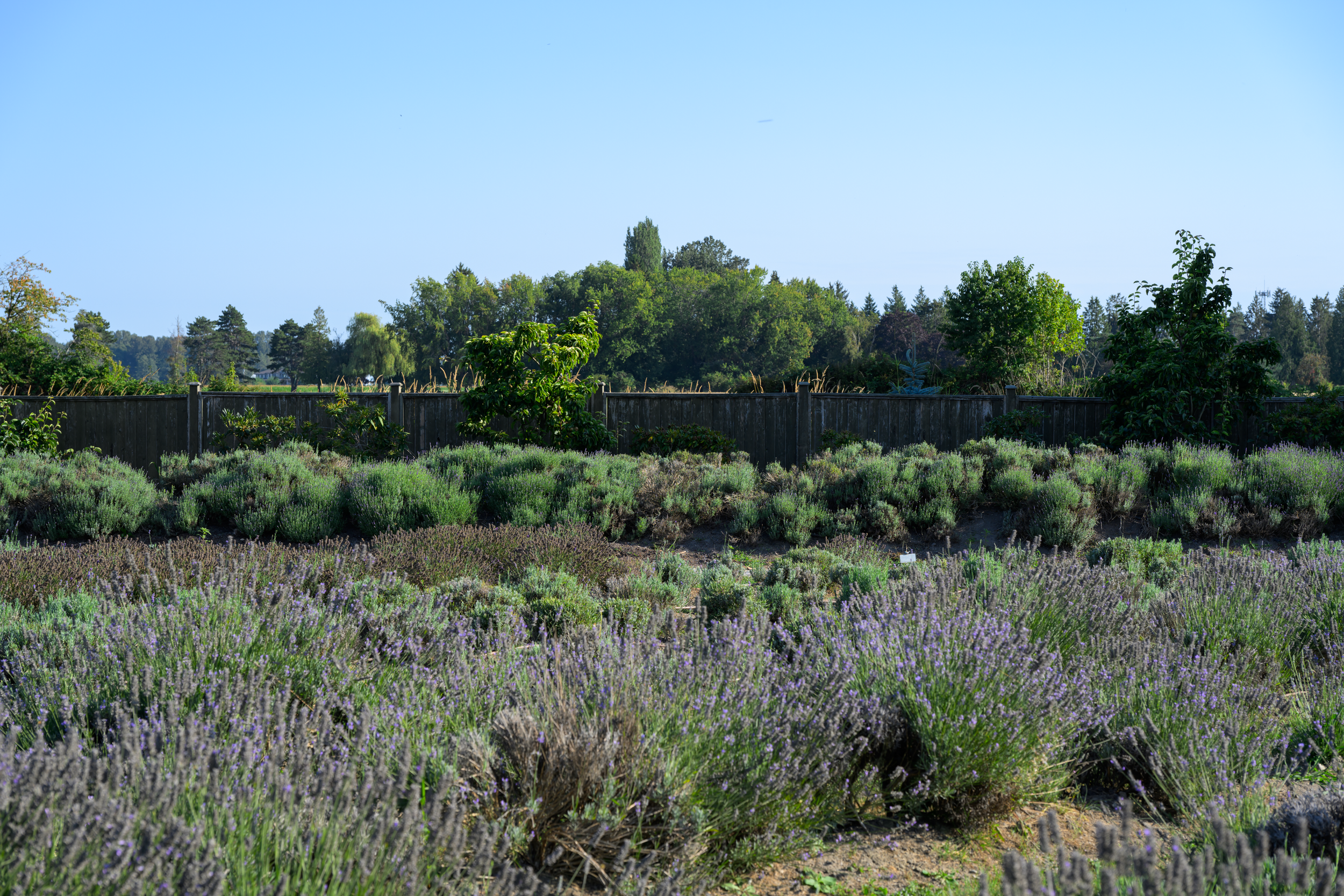 Vancouver 2024 32.png