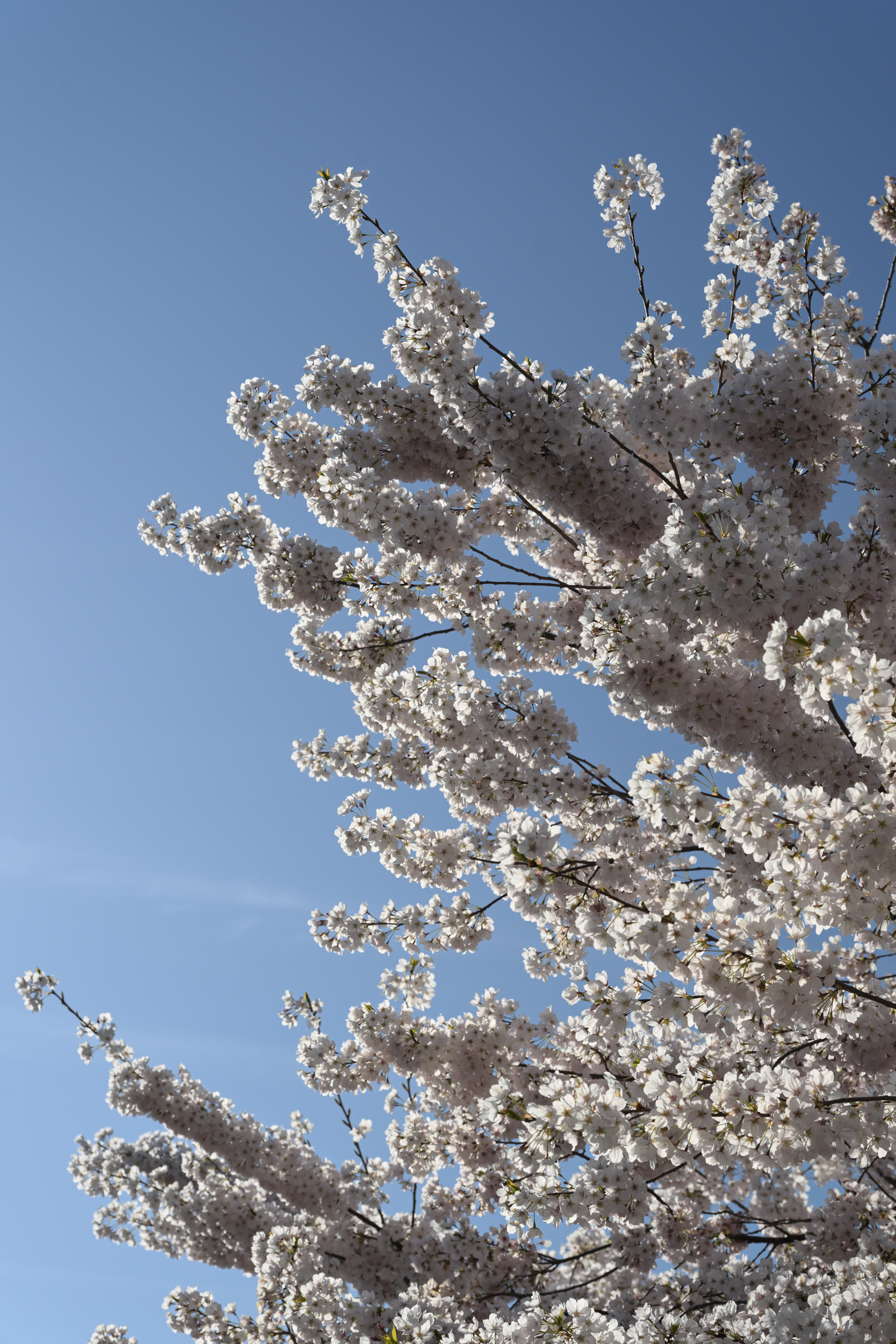 Sakura Season, Richmond, BC