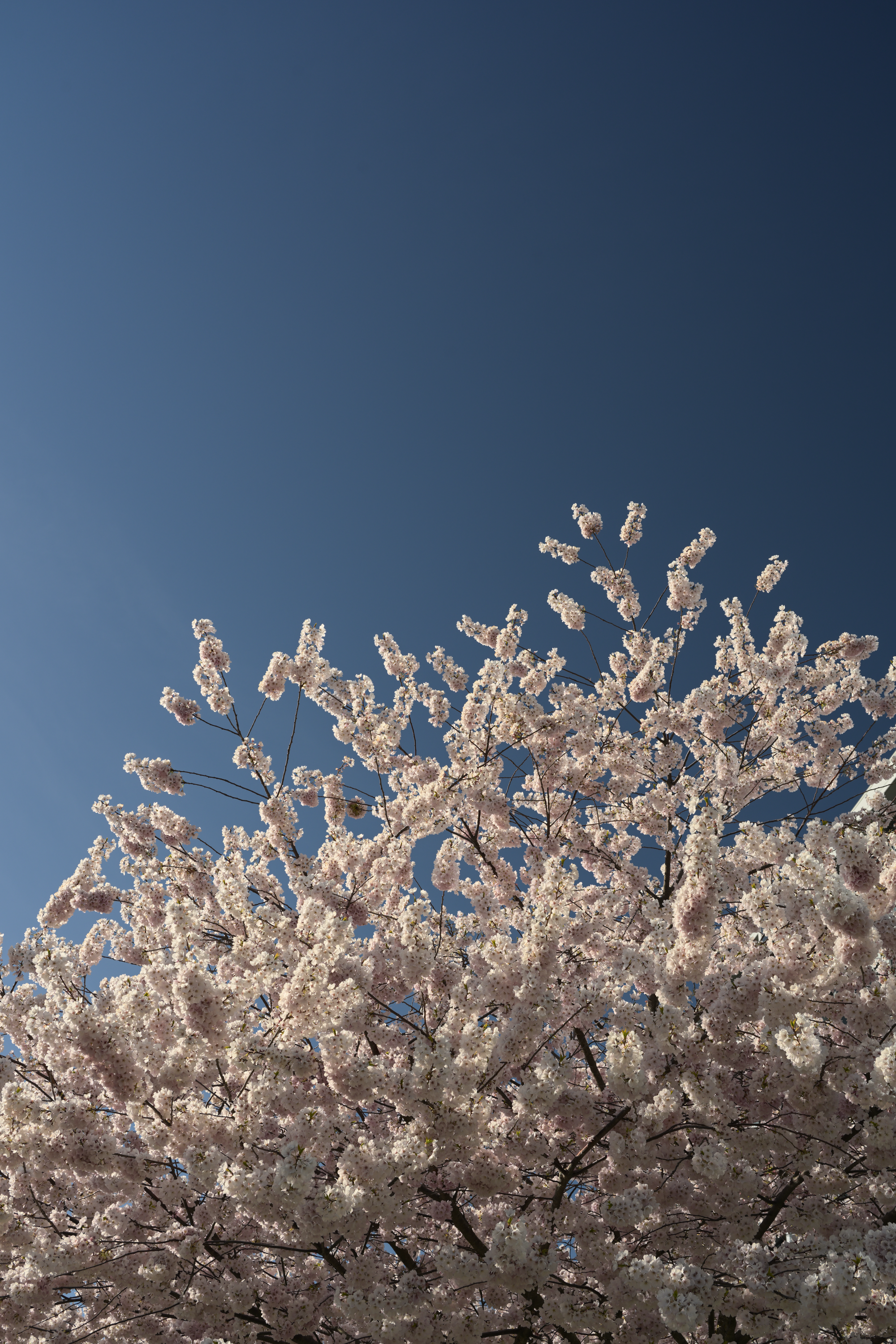 Sakura Season, Richmond, BC