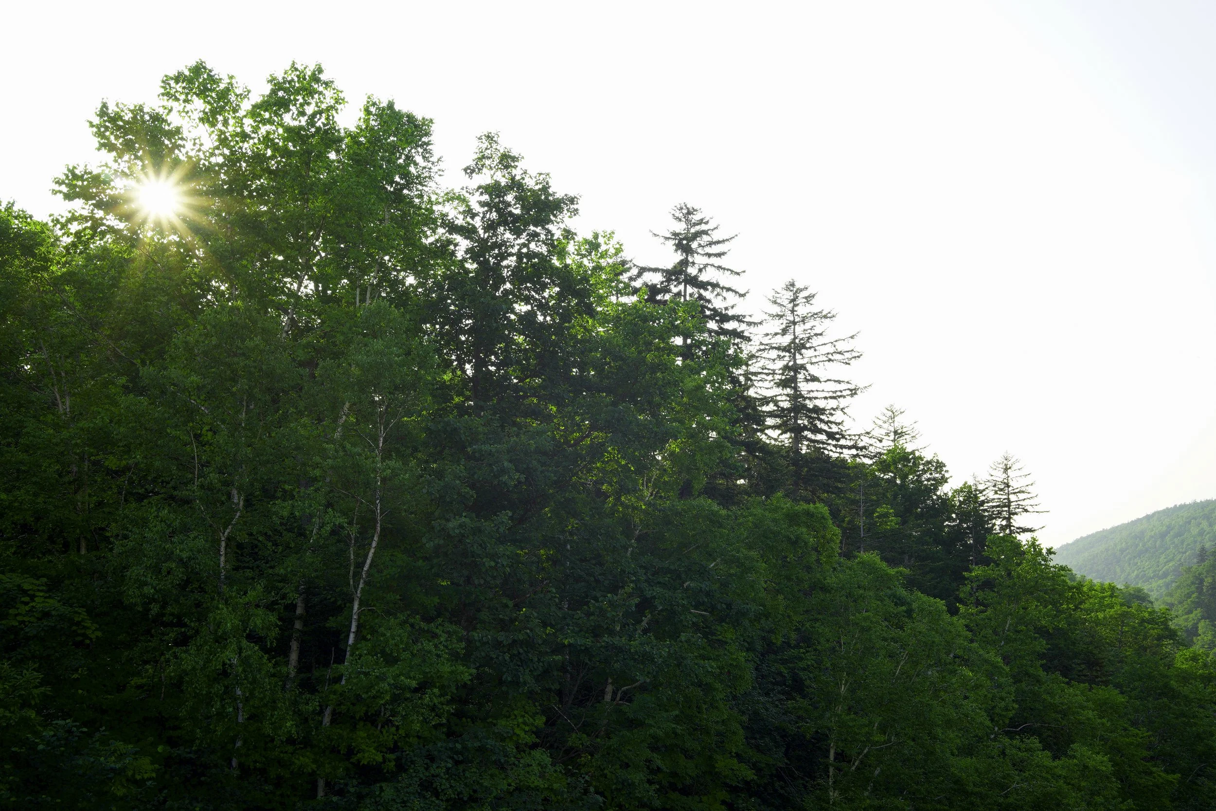 Biei, Hokkaido, Japan, 2019