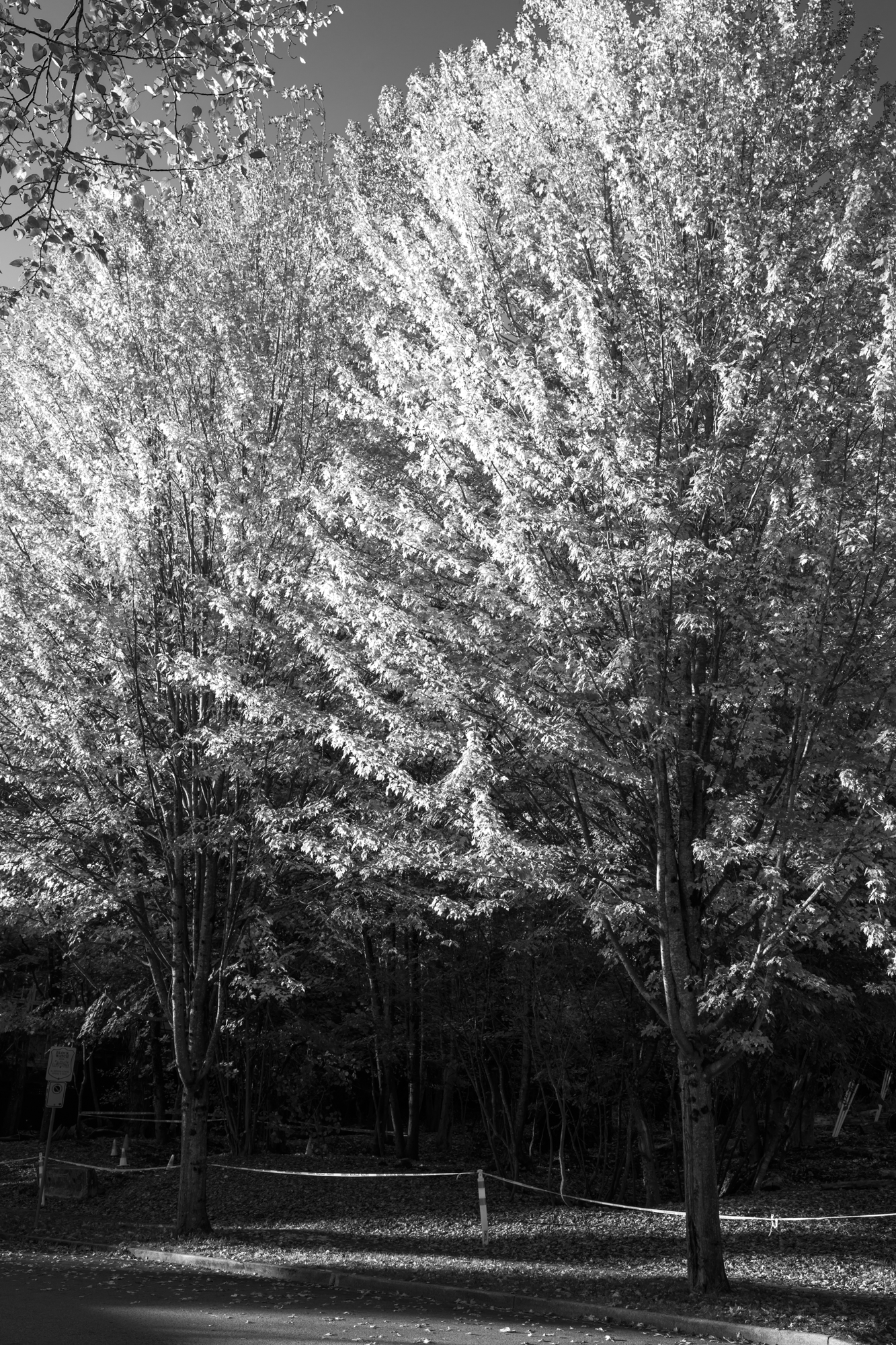 CFD Vancouver 2025 44.png