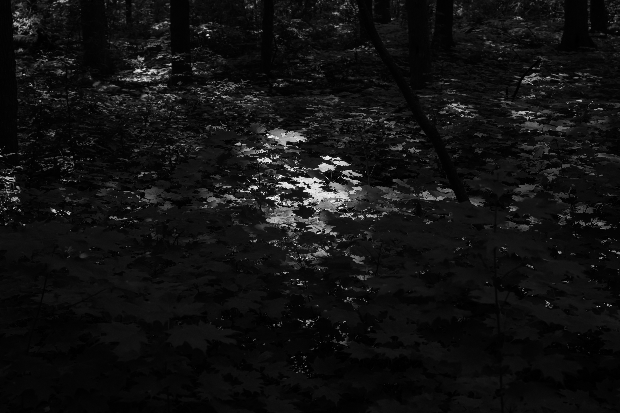 CFD Toronto 2025 72.png