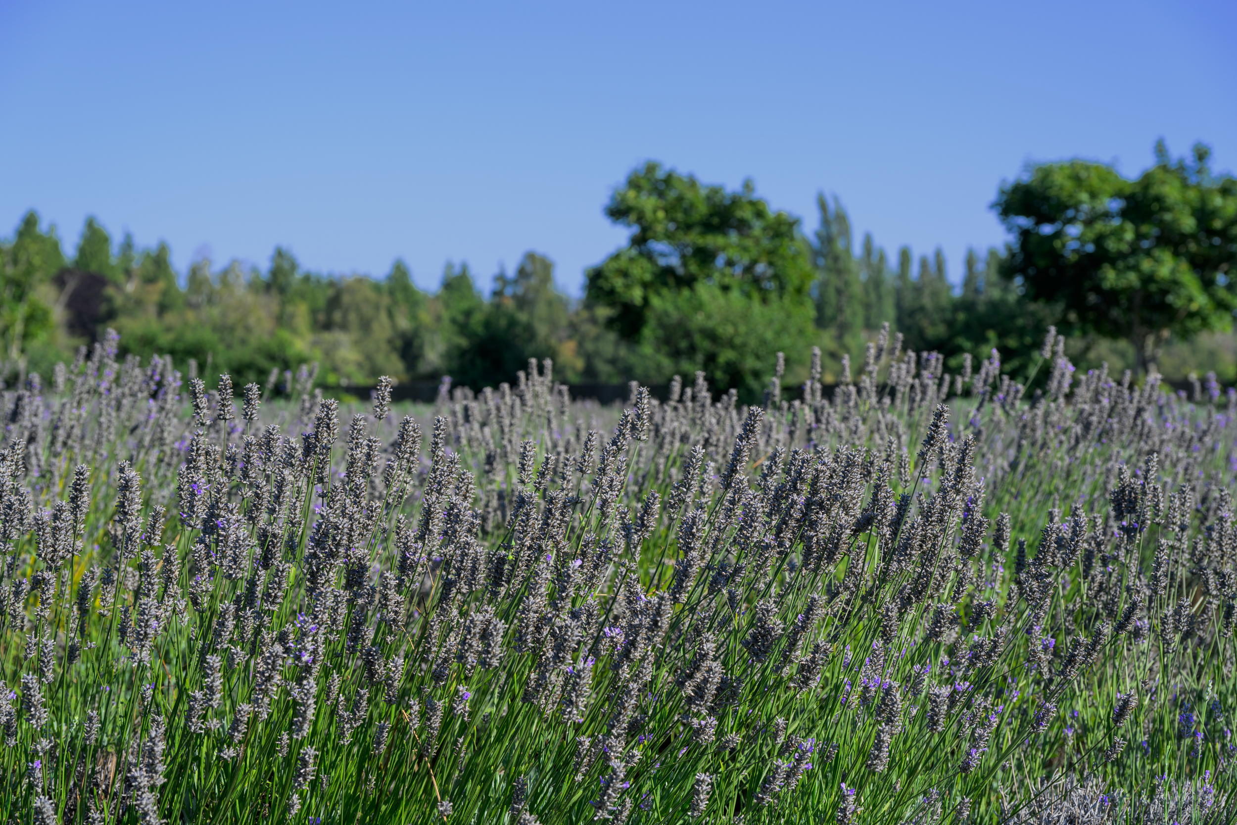 Vancouver 2024 31.png