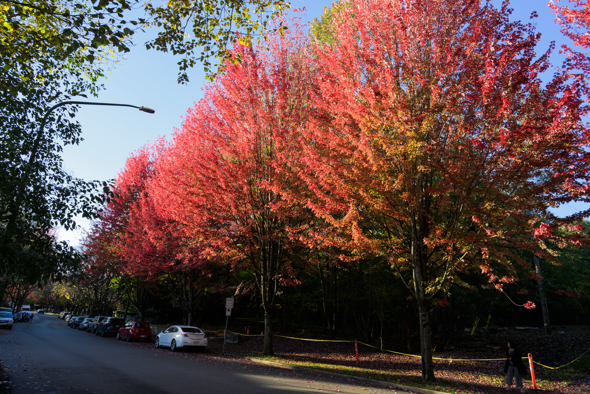 Maple Leafs, Burnaby, British Columbia, 2025