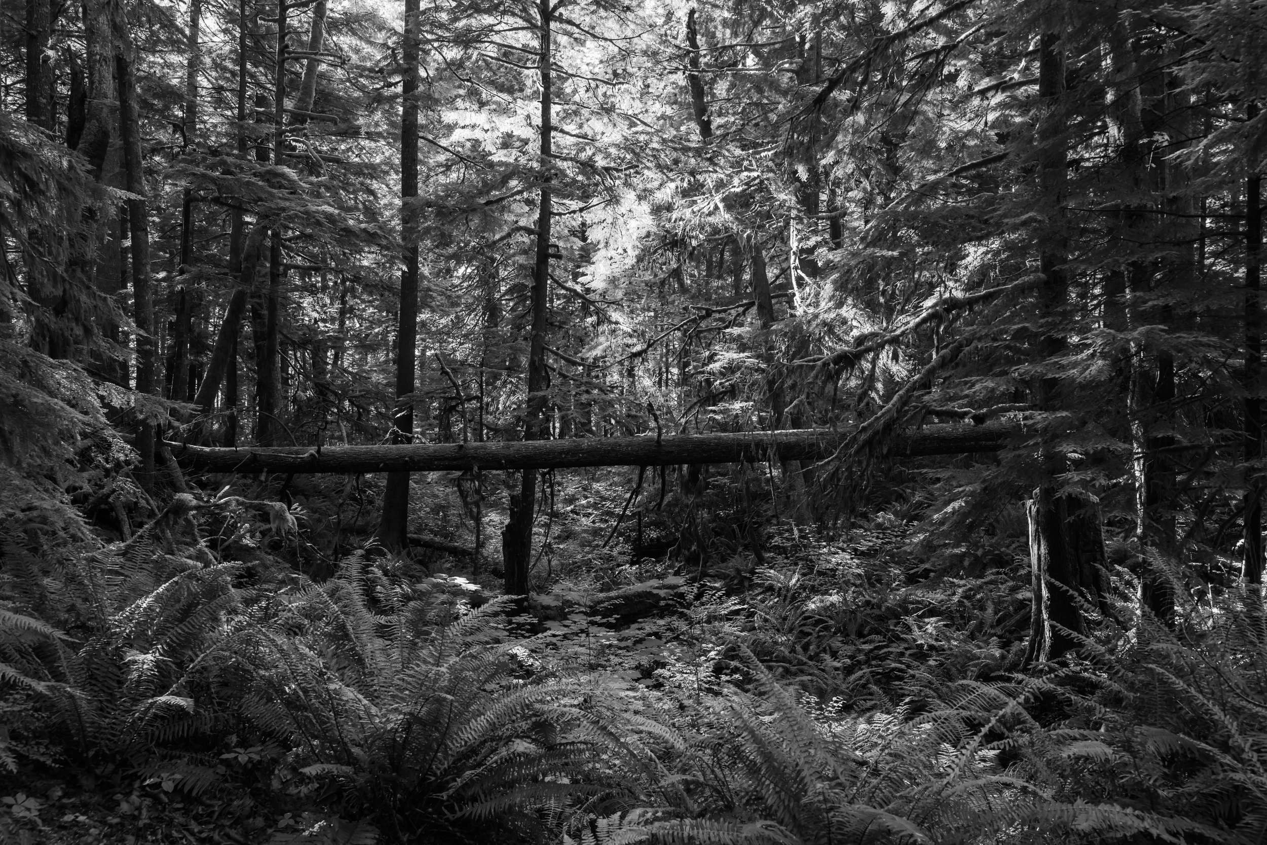 Sea to Summit Trail, Squamish, BC, Canada