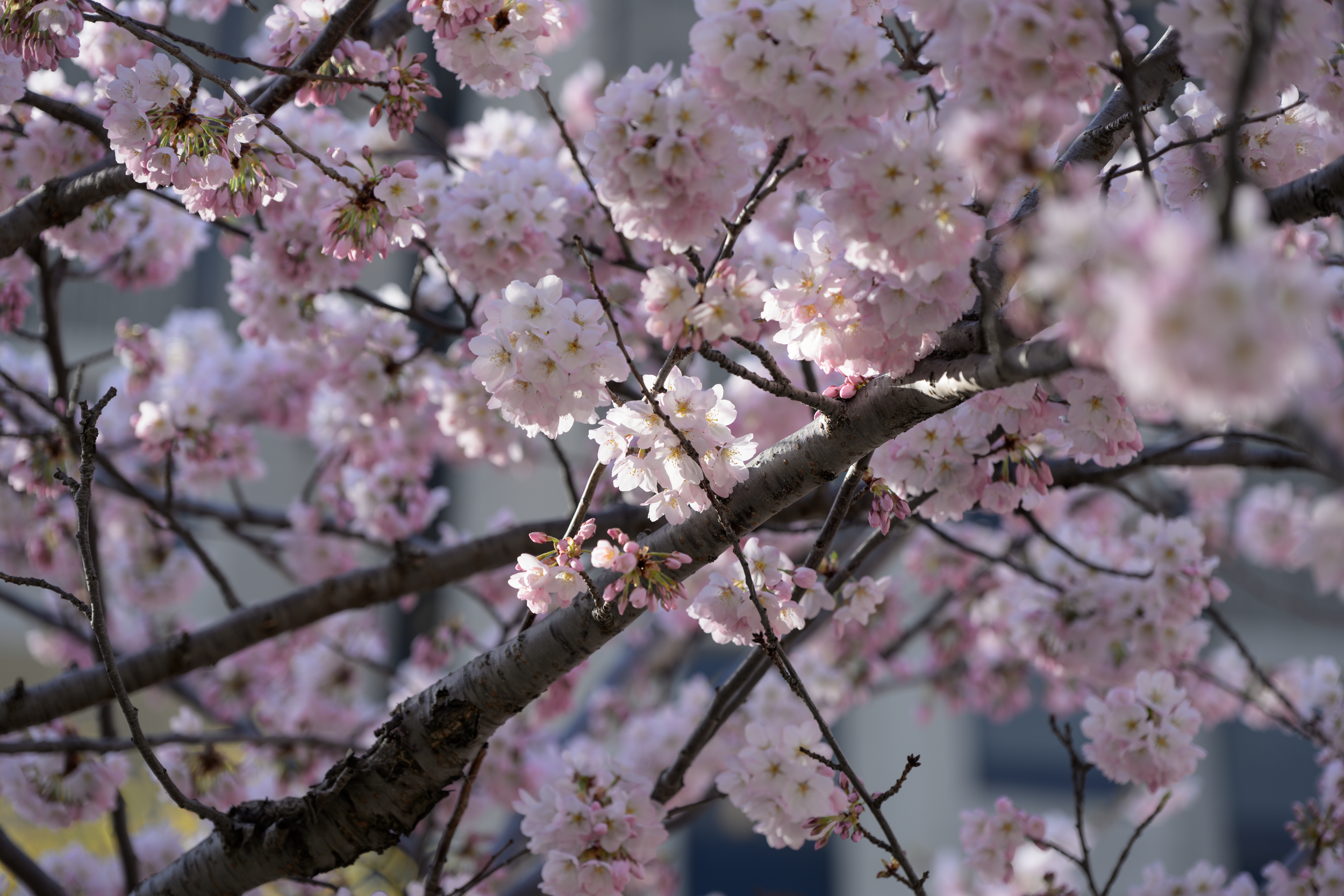 CFD Toronto 2025 18.png