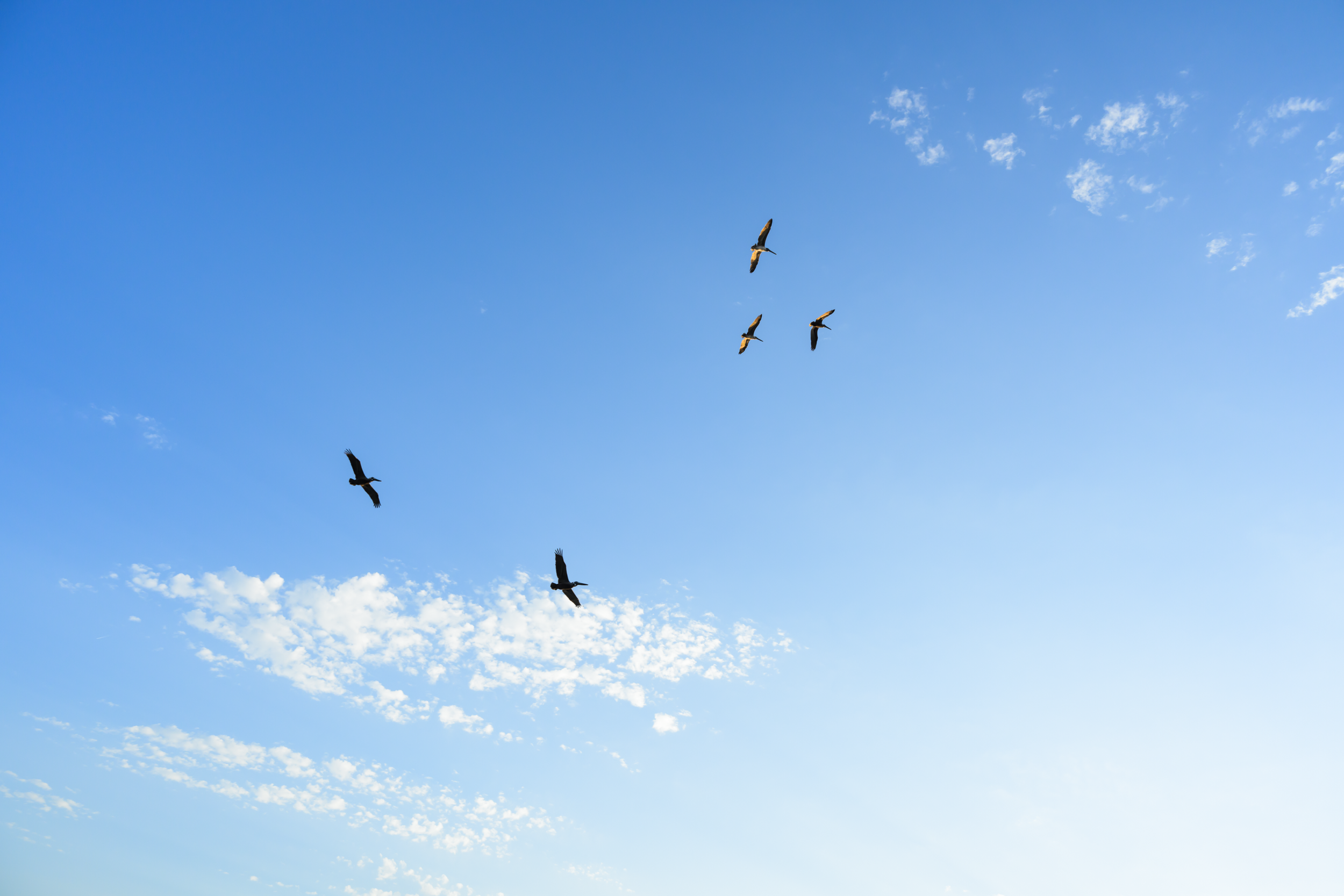 CFD Georgia 2025 10.png