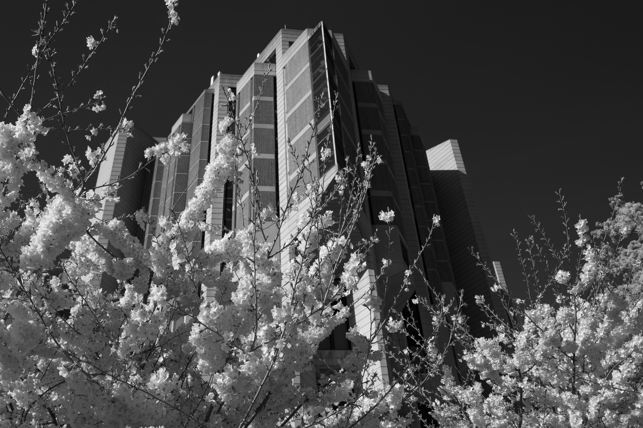 CFD Toronto 2025 17.png