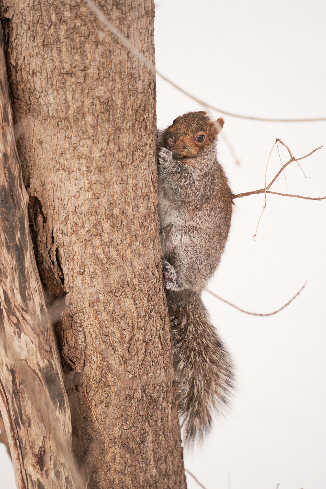CFD Montréal 2024 9.png
