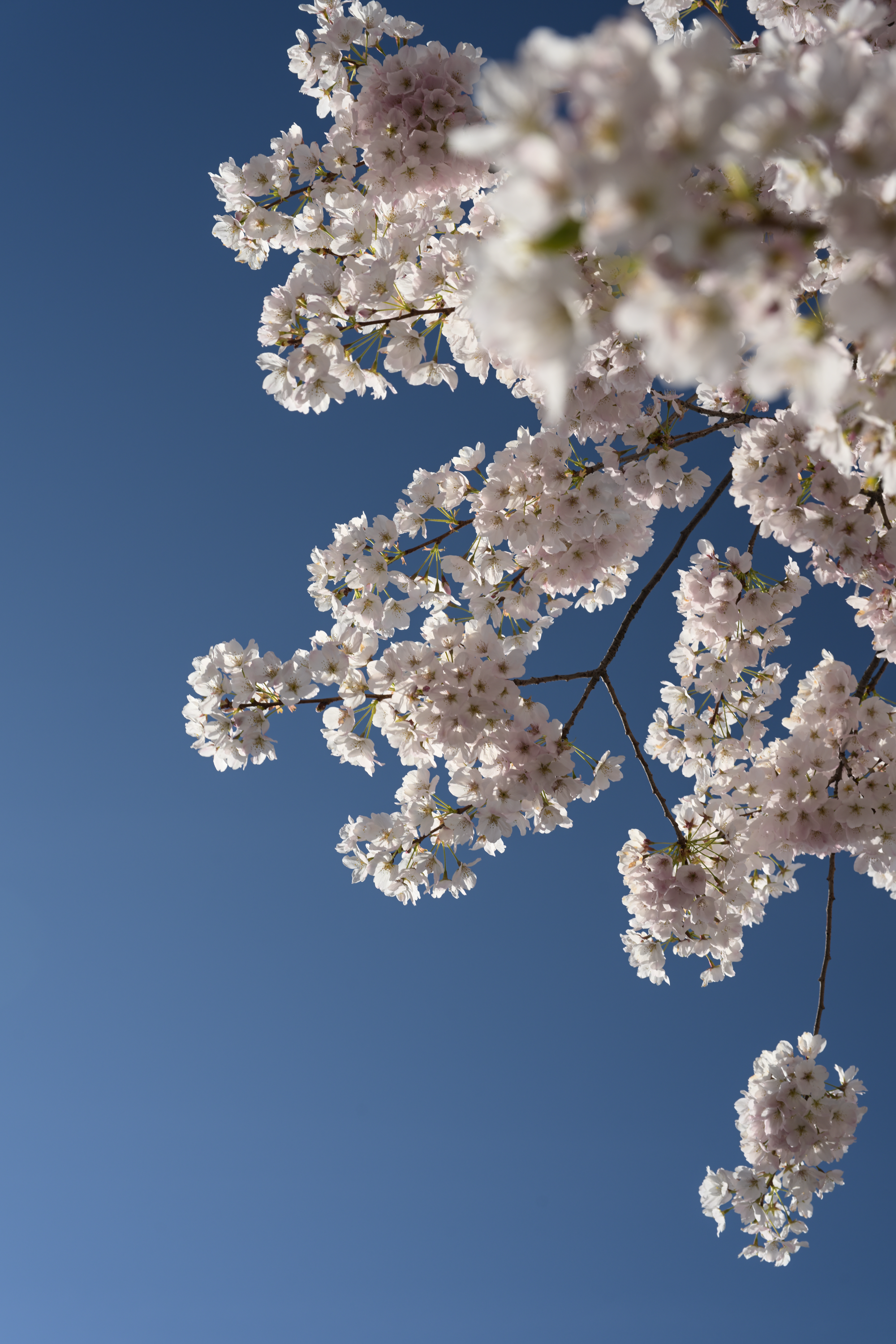 Sakura Season, Richmond, BC