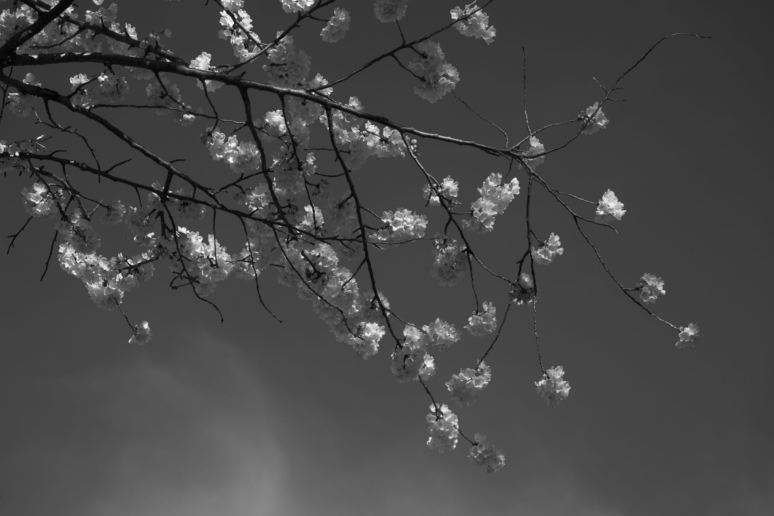 CFD Toronto 2025 16.png