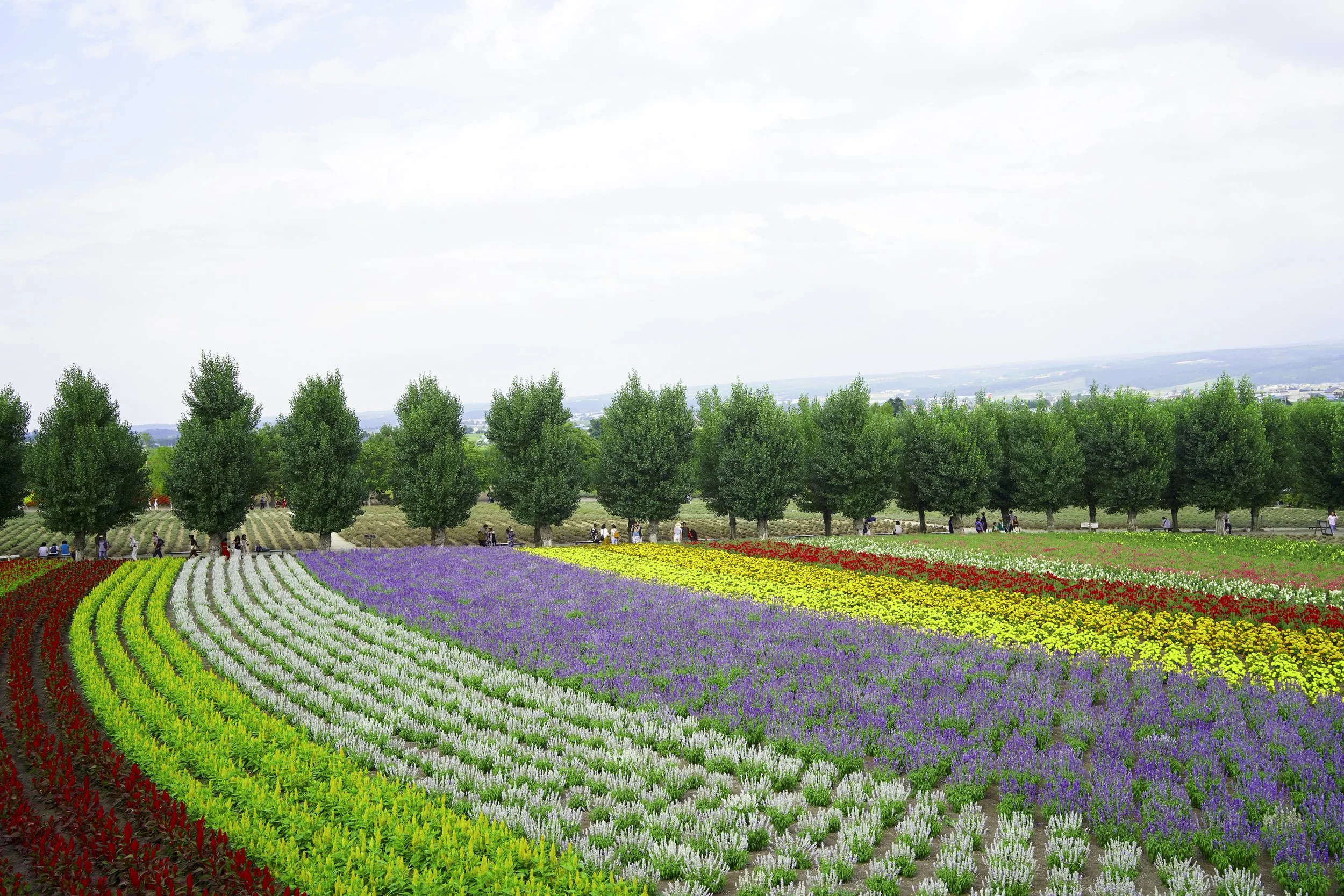 Furano, Hokkaido, Japan, 2019