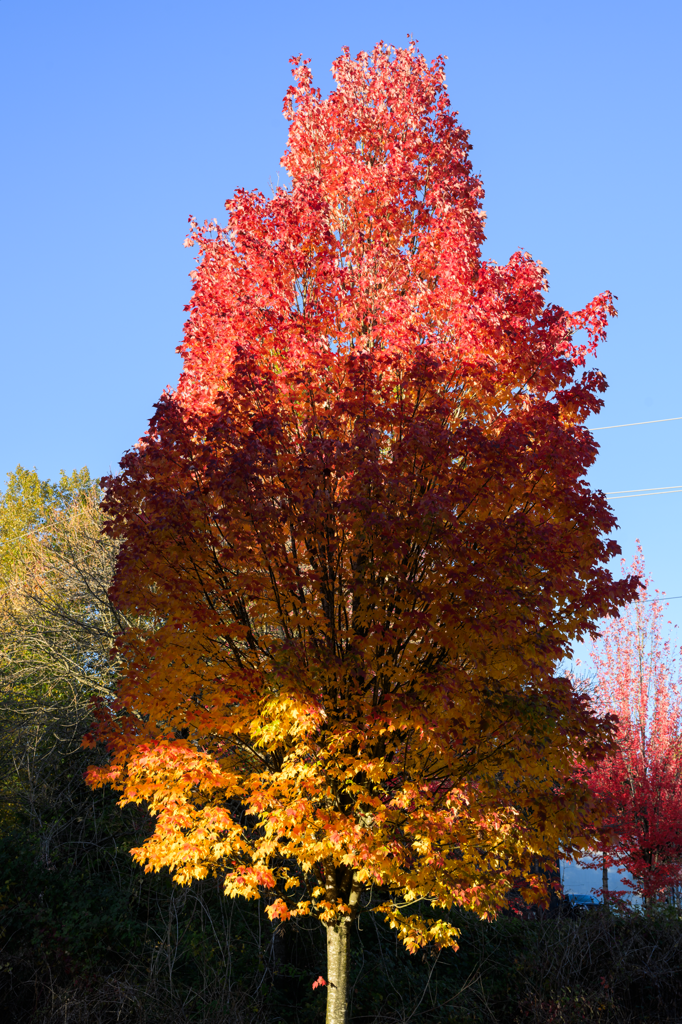 Maple Leafs, Burnaby, British Columbia, 2025