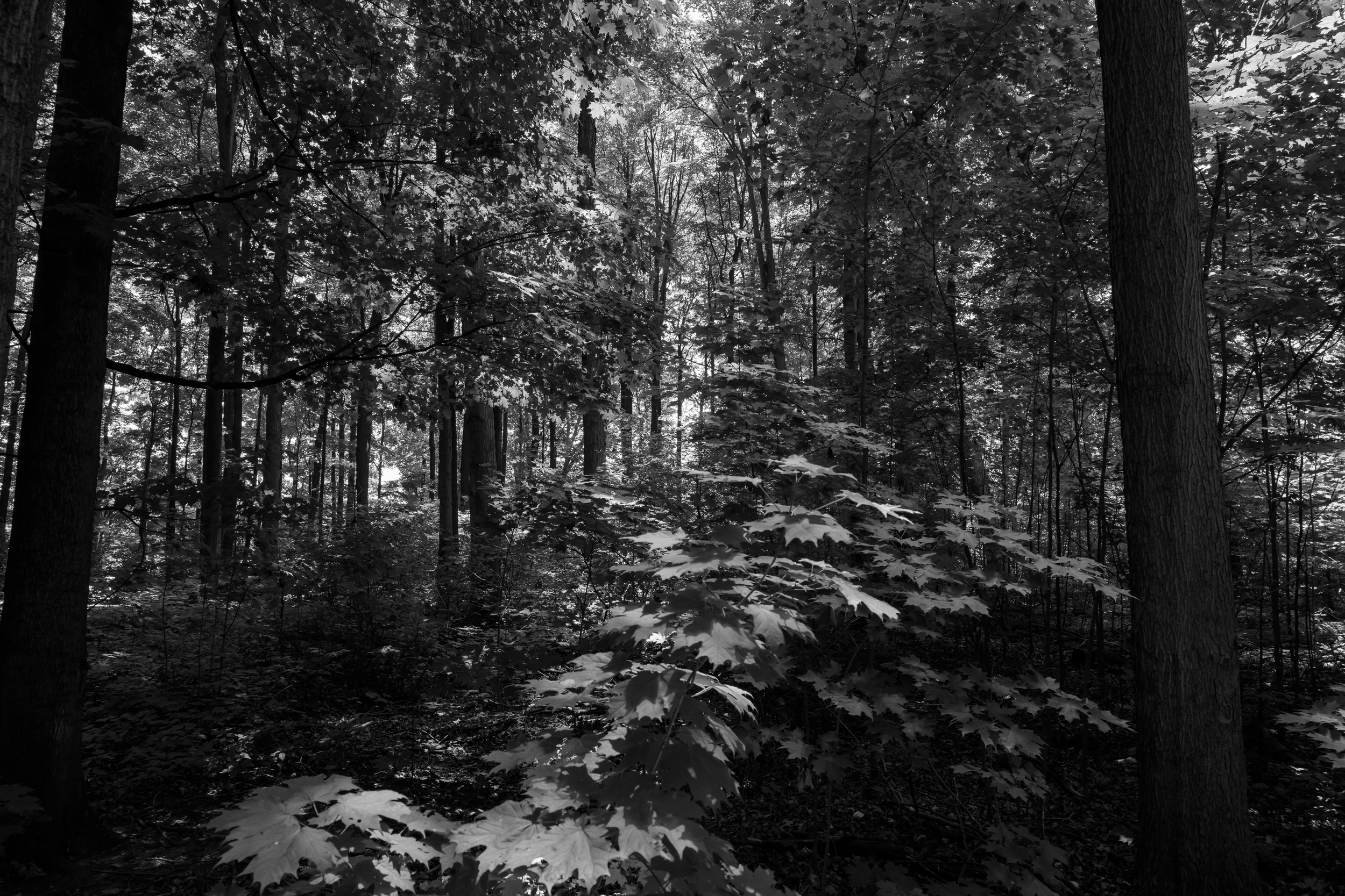 CFD Toronto 2025 67.png