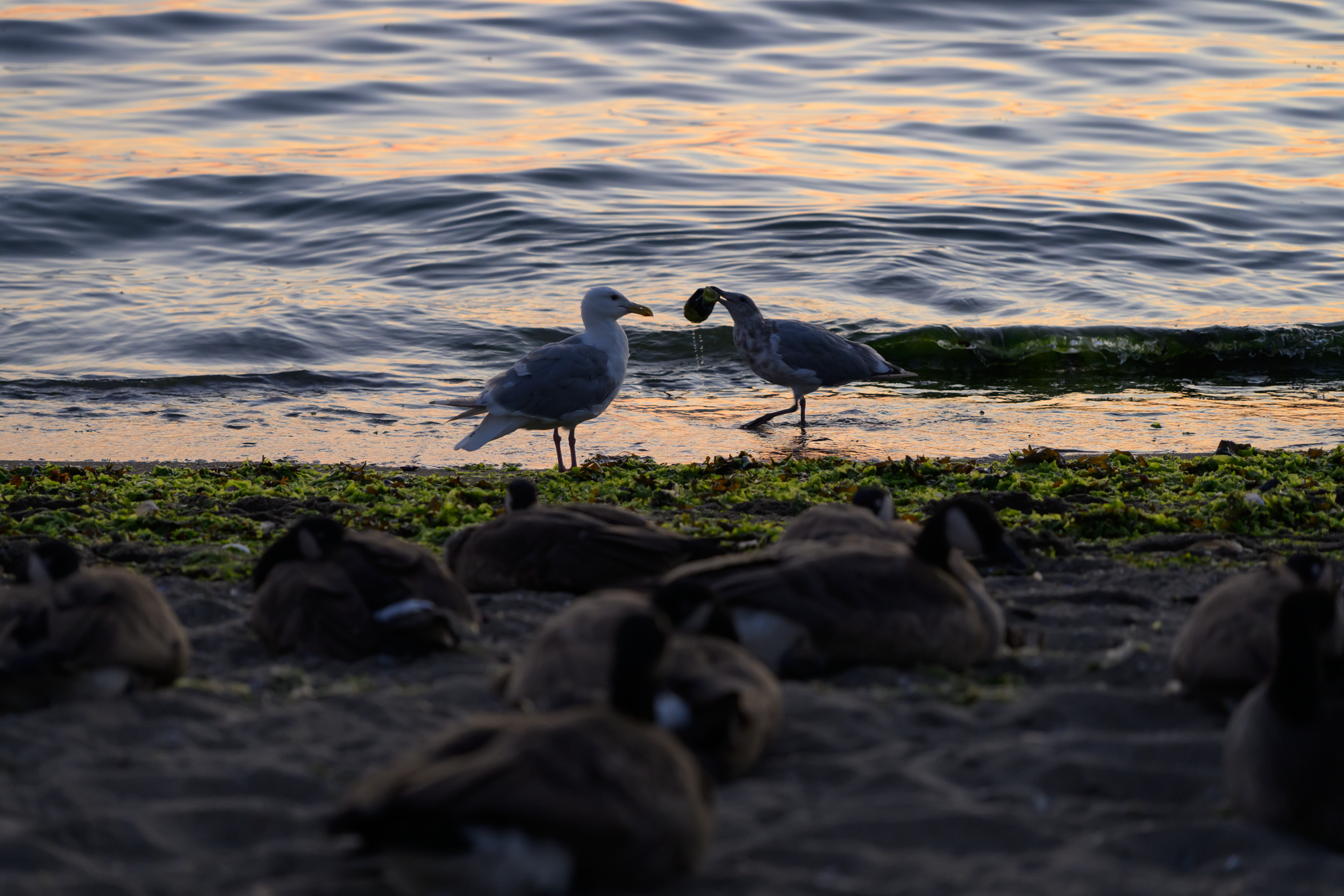 Vancouver 2024 26.png