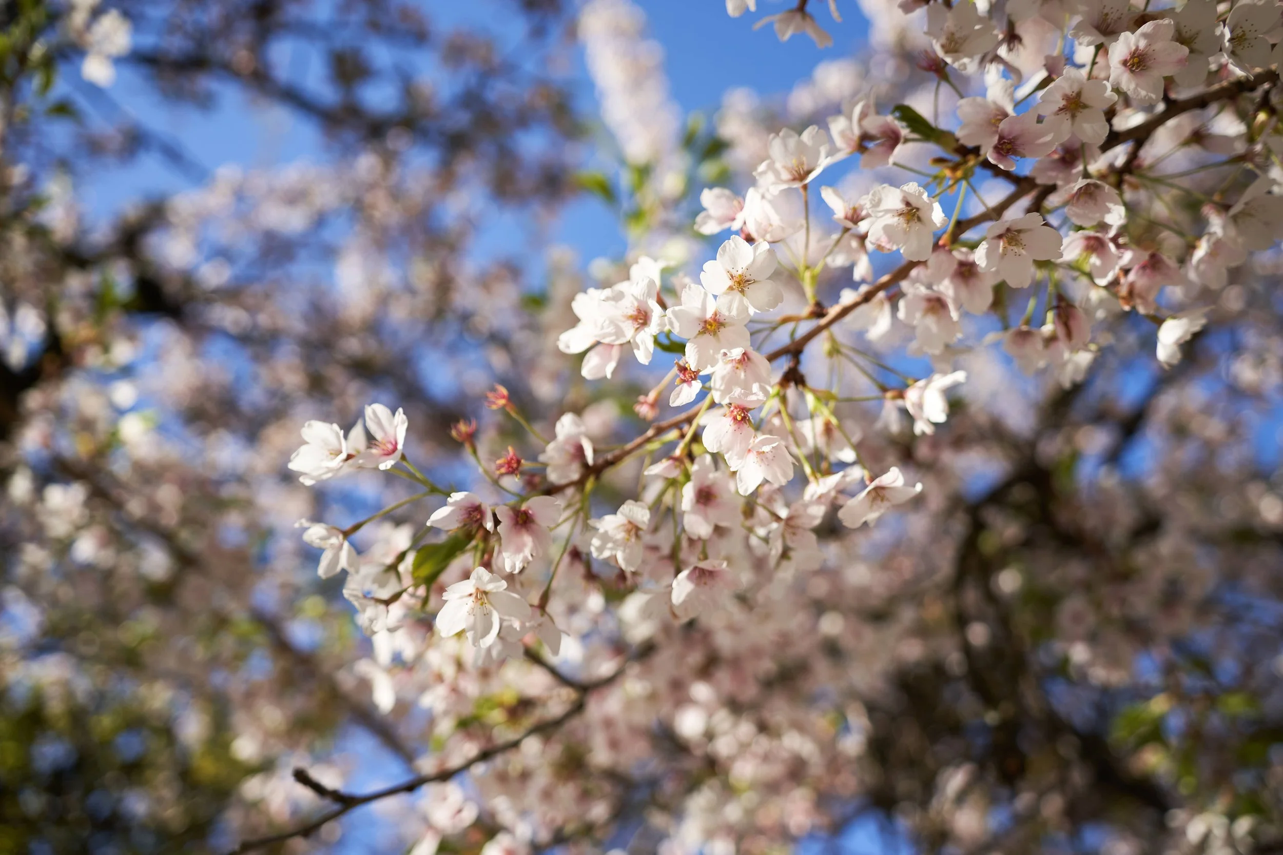 Vancouver 2023 5.jpg